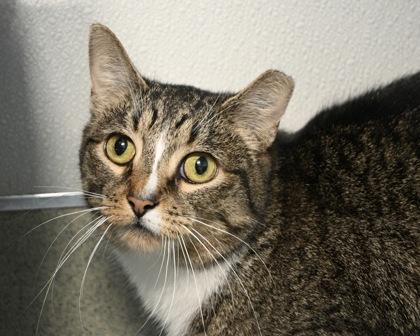 Lily, a Adoptable Domestic Short Hair in West Seneca, NY image 3/3