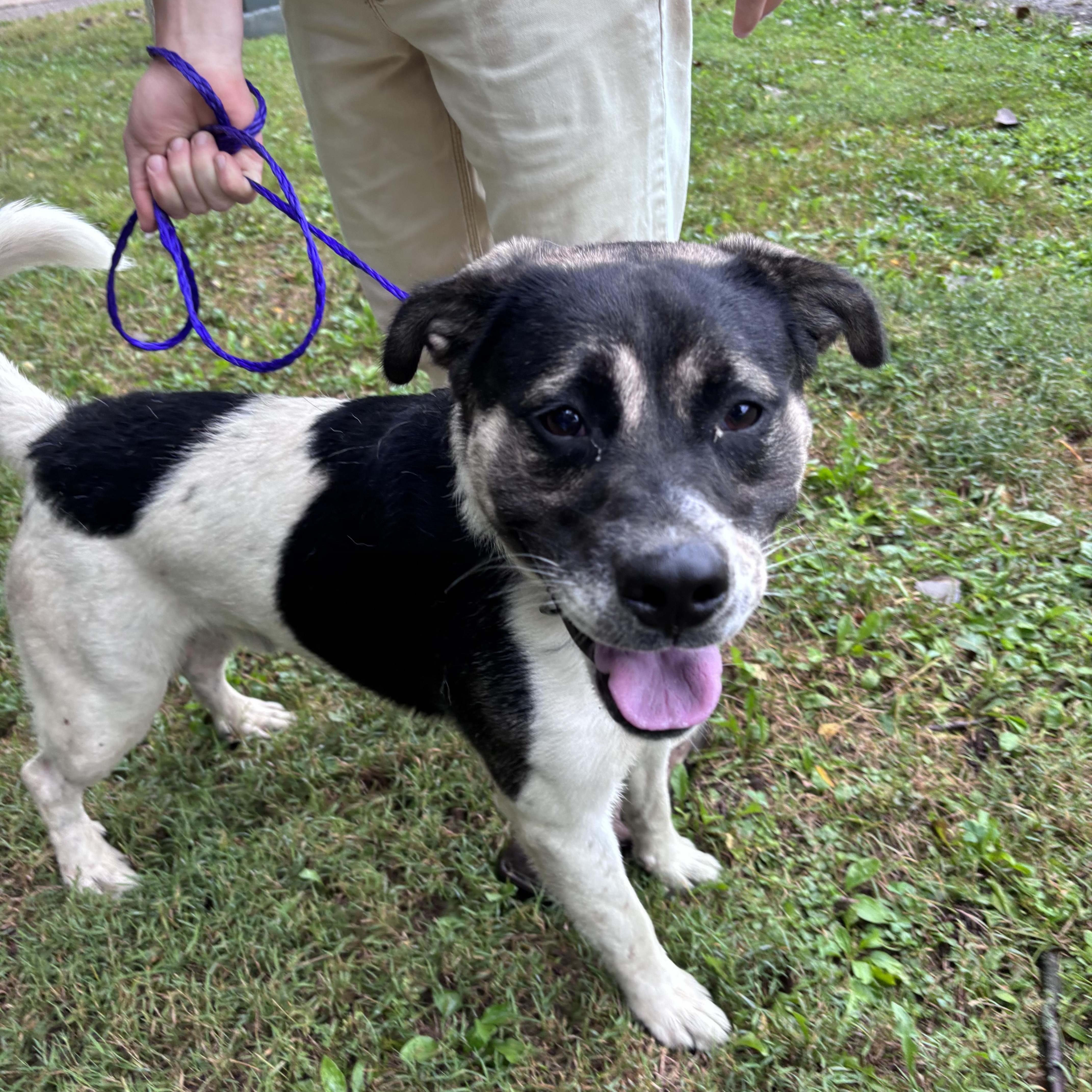 Enlarge Gomez, a Adoptable Anatolian Shepherd in New Castle, IN image 2/2