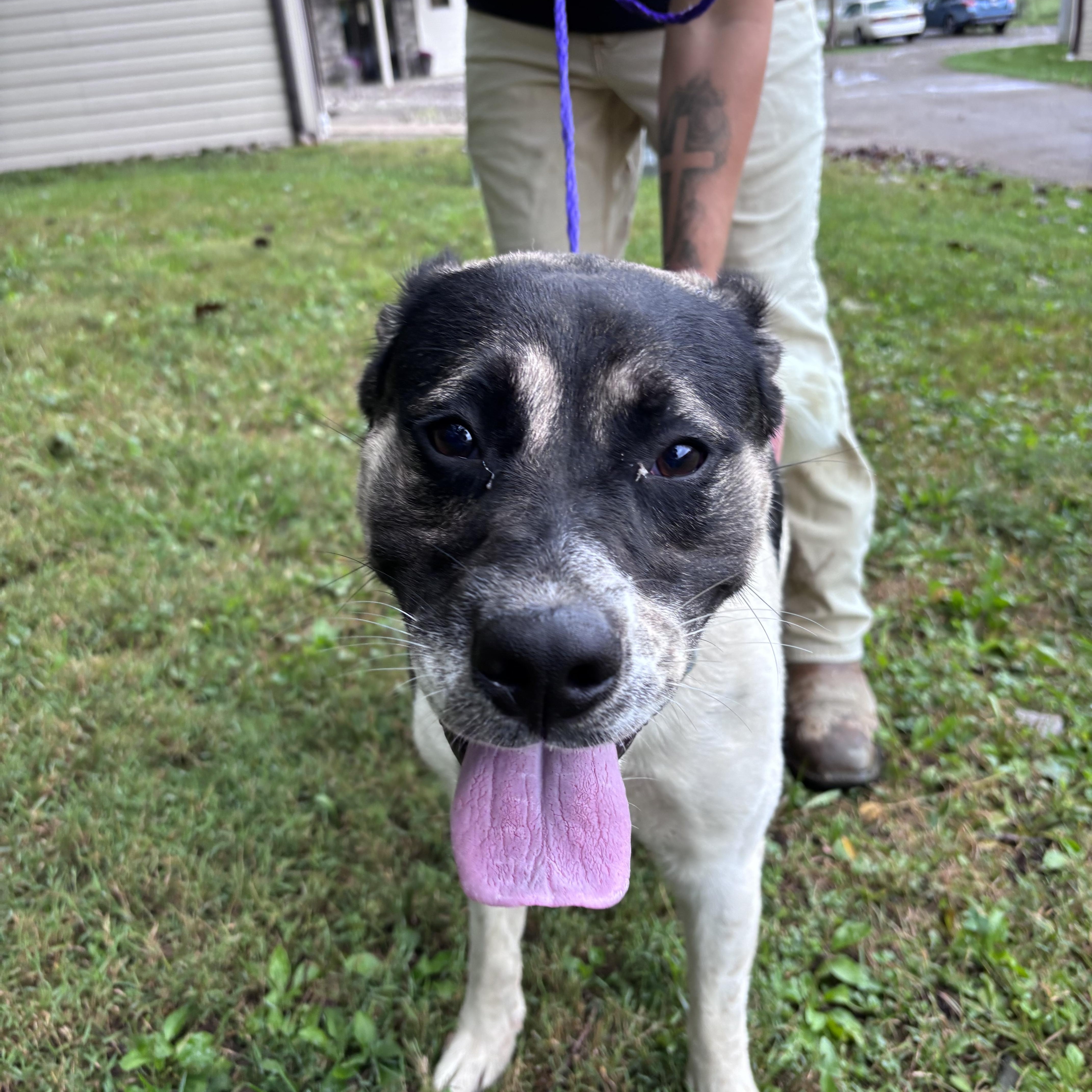 Enlarge Gomez, a Adoptable Anatolian Shepherd in New Castle, IN image 1/2