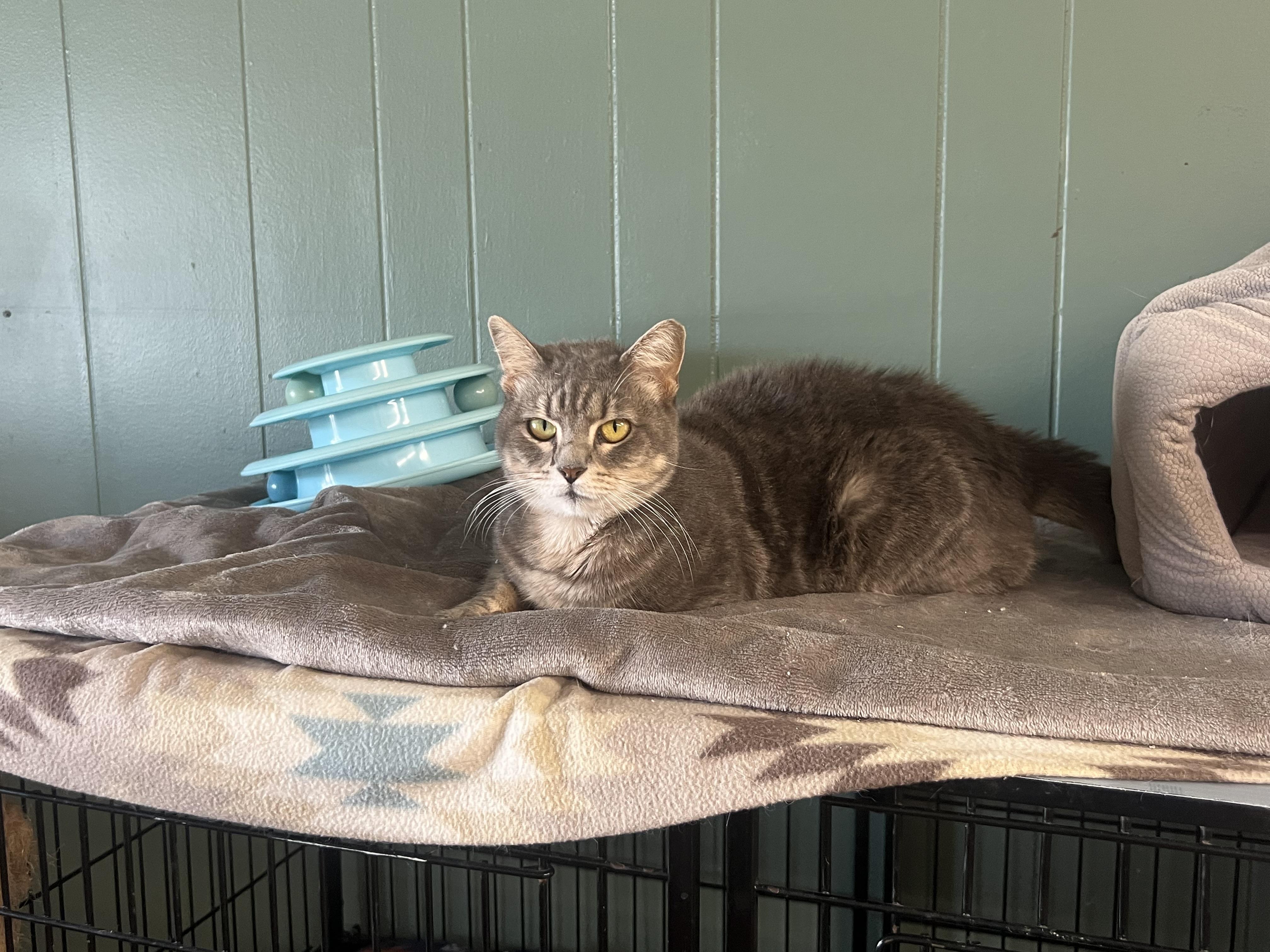 Enlarge Valerie, a Adopted Domestic Short Hair in Perry, GA image 4/5