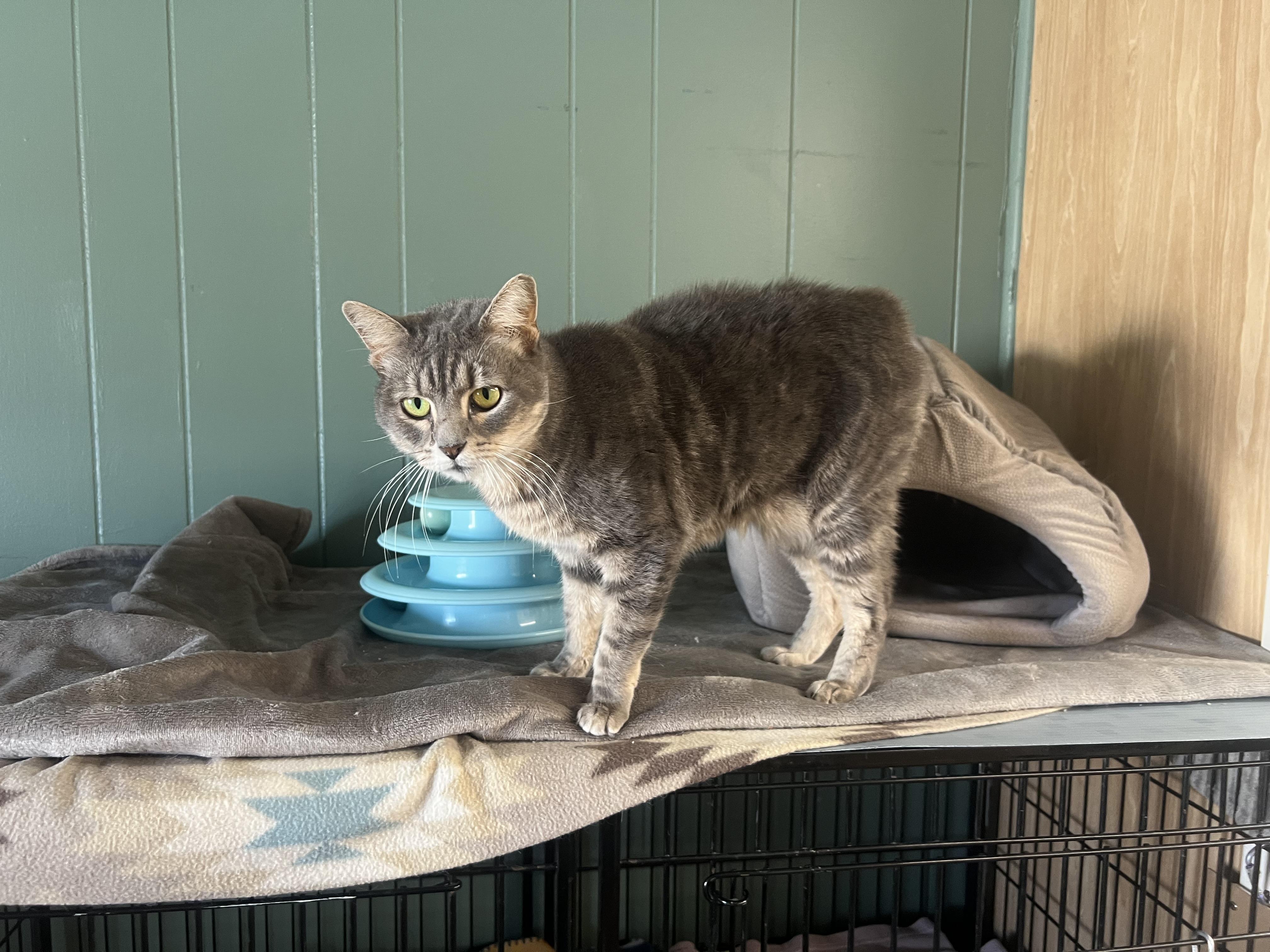 Enlarge Valerie, a Adopted Domestic Short Hair in Perry, GA image 3/5