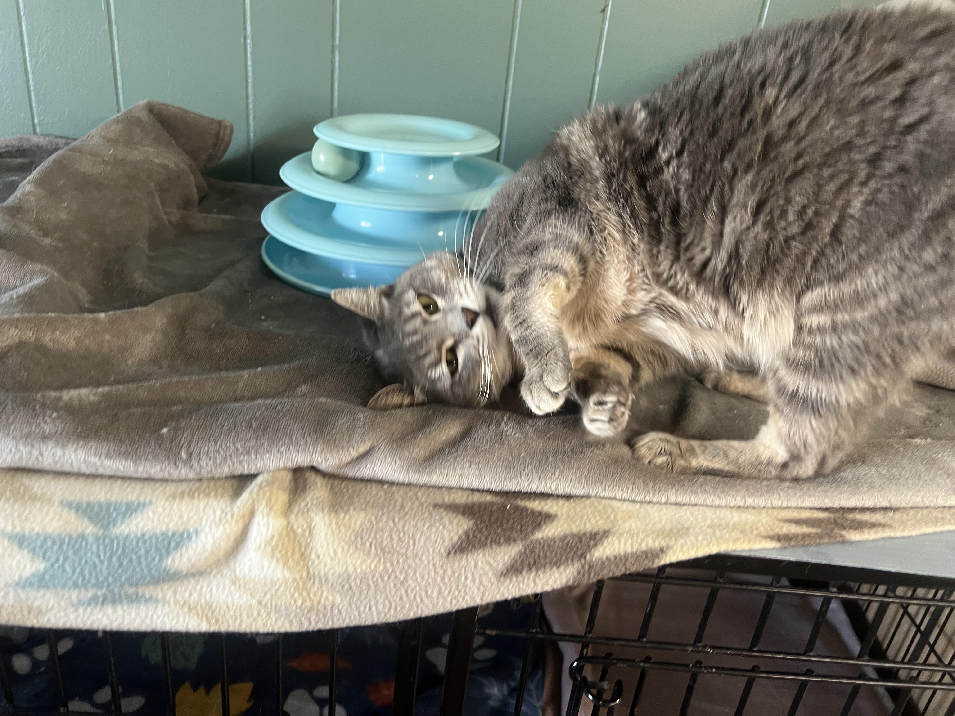 Enlarge Valerie, a Adopted Domestic Short Hair in Perry, GA image 2/5