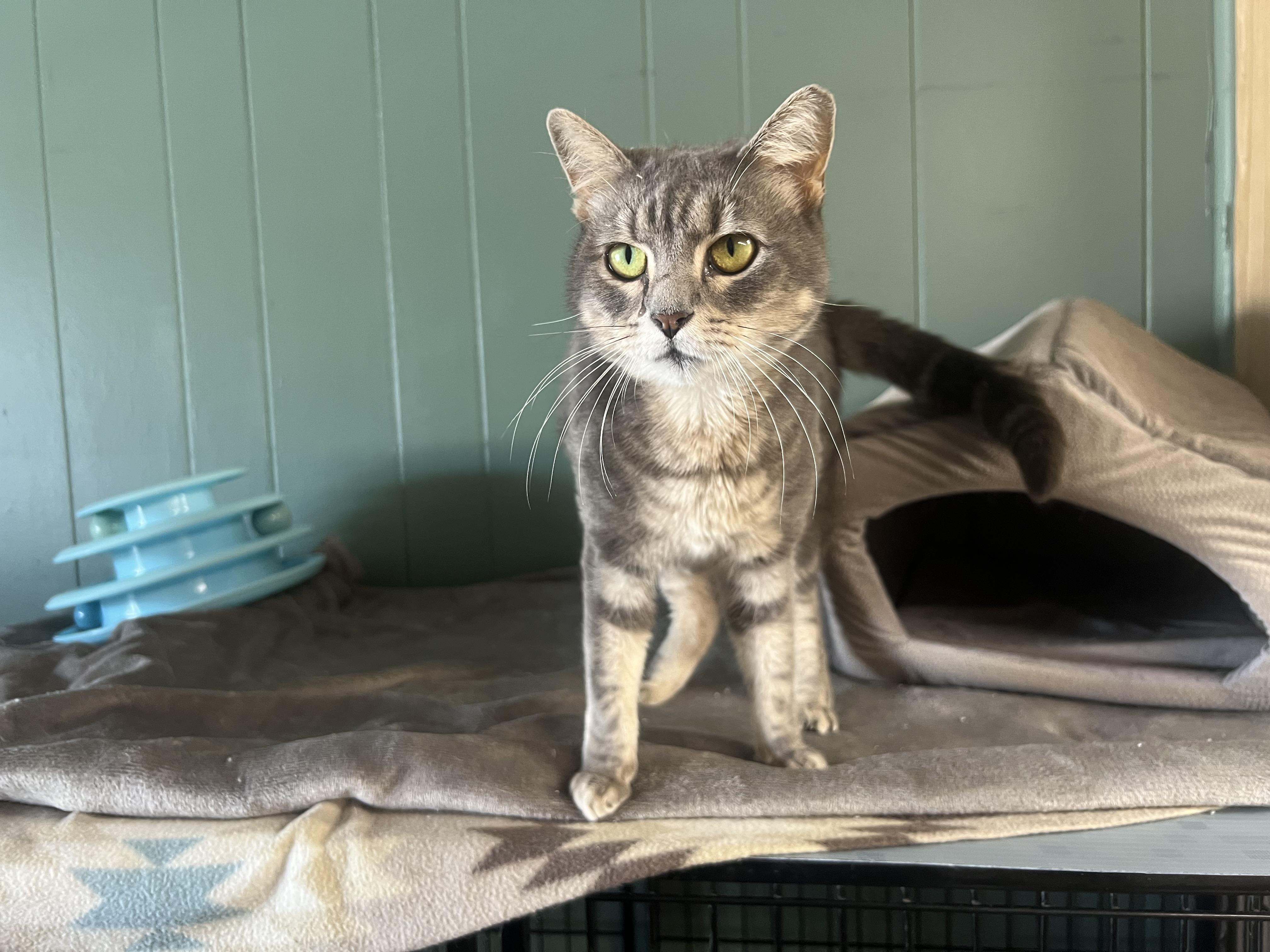 Valerie, Adopted, Kitten Female Domestic Short Hair.