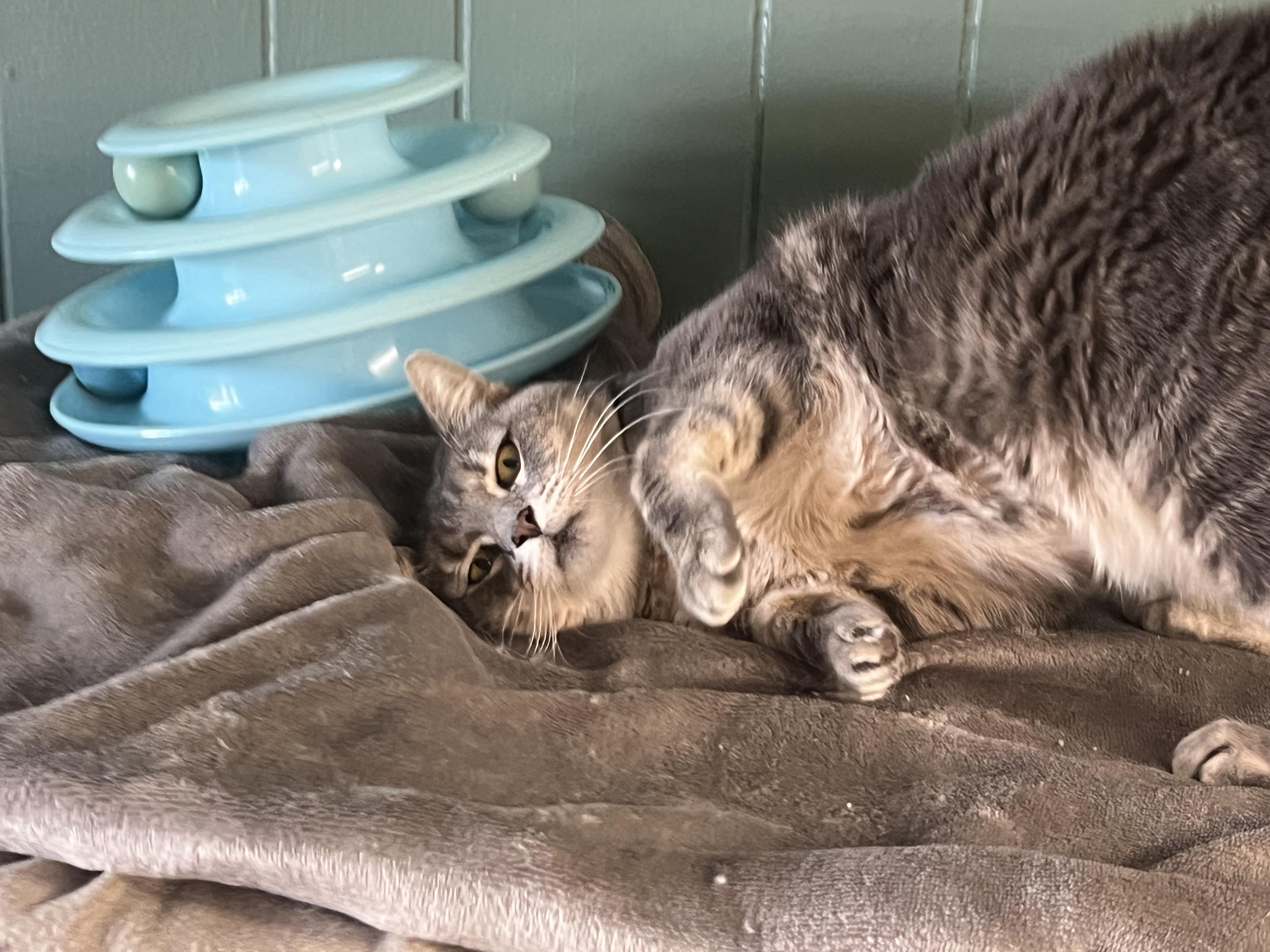 Enlarge Valerie, a Adopted Domestic Short Hair in Perry, GA image 5/5