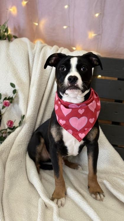 Enlarge Gordie, a Adoptable mixed breed in Valley View, OH image 1/3