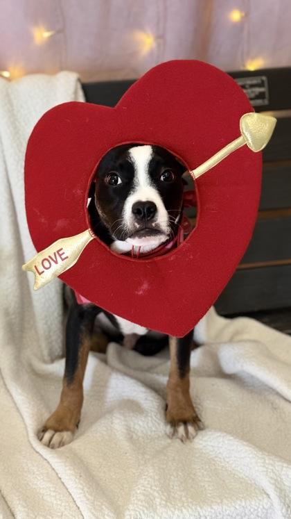 Enlarge Gordie, a Adoptable mixed breed in Valley View, OH image 2/3