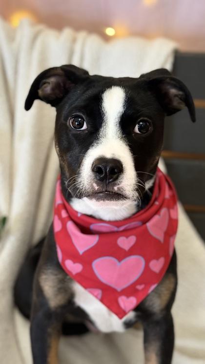 Enlarge Gordie, a Adoptable mixed breed in Valley View, OH image 3/3