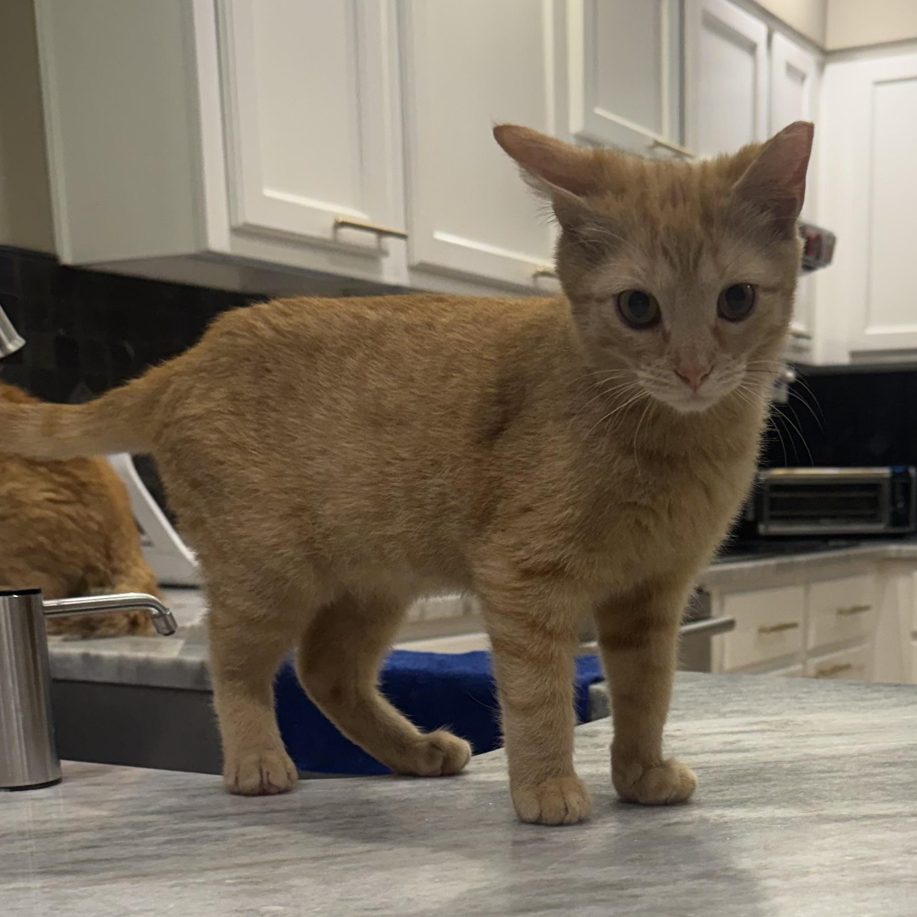 Enlarge Jonesy, a ADOPTABLE Domestic Short Hair in Memphis, TN image 6/6