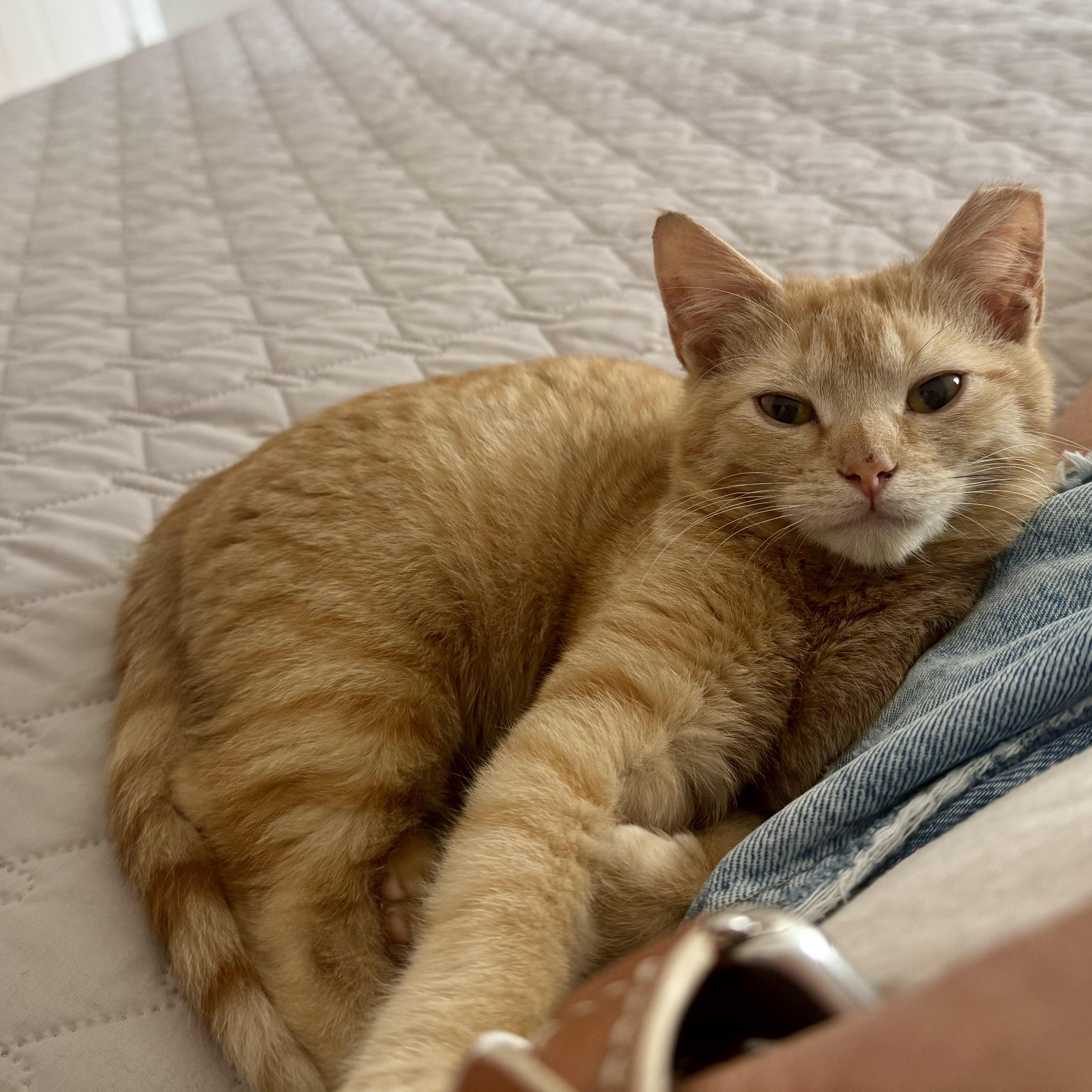 Enlarge Jonesy, a ADOPTABLE Domestic Short Hair in Memphis, TN image 6/6