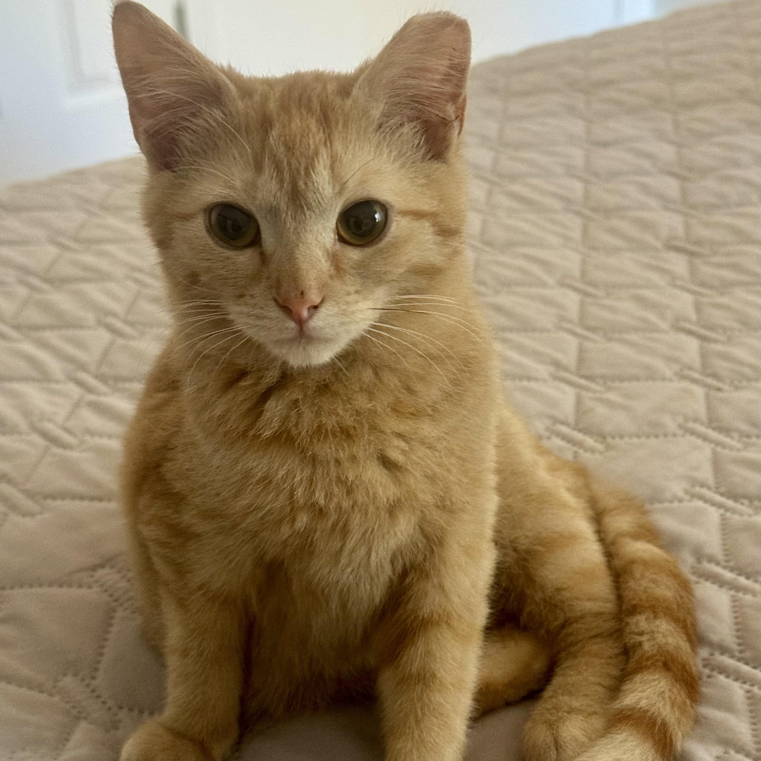 Enlarge Jonesy, a ADOPTABLE Domestic Short Hair in Memphis, TN image 1/6