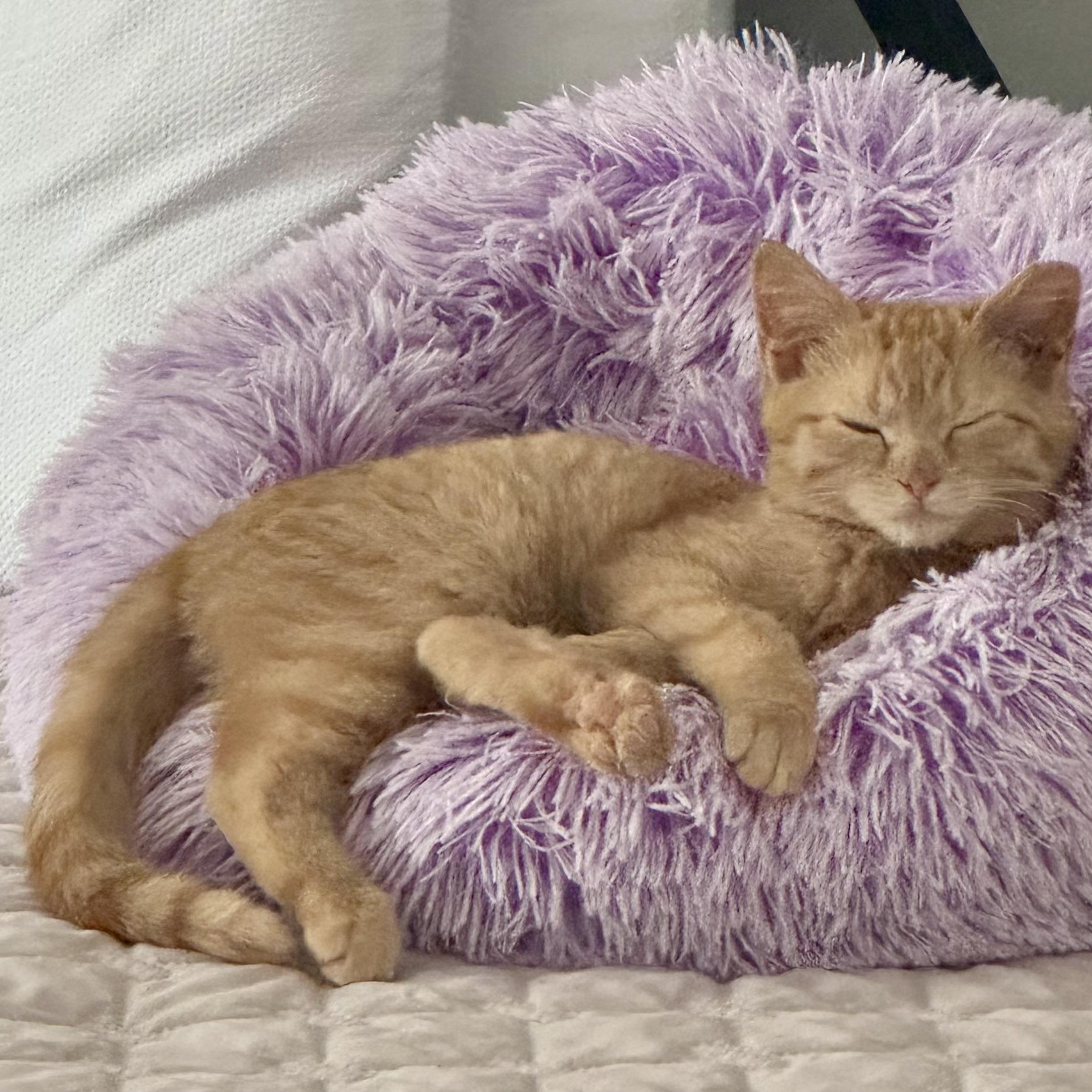 Enlarge Jonesy, a ADOPTABLE Domestic Short Hair in Memphis, TN image 3/6