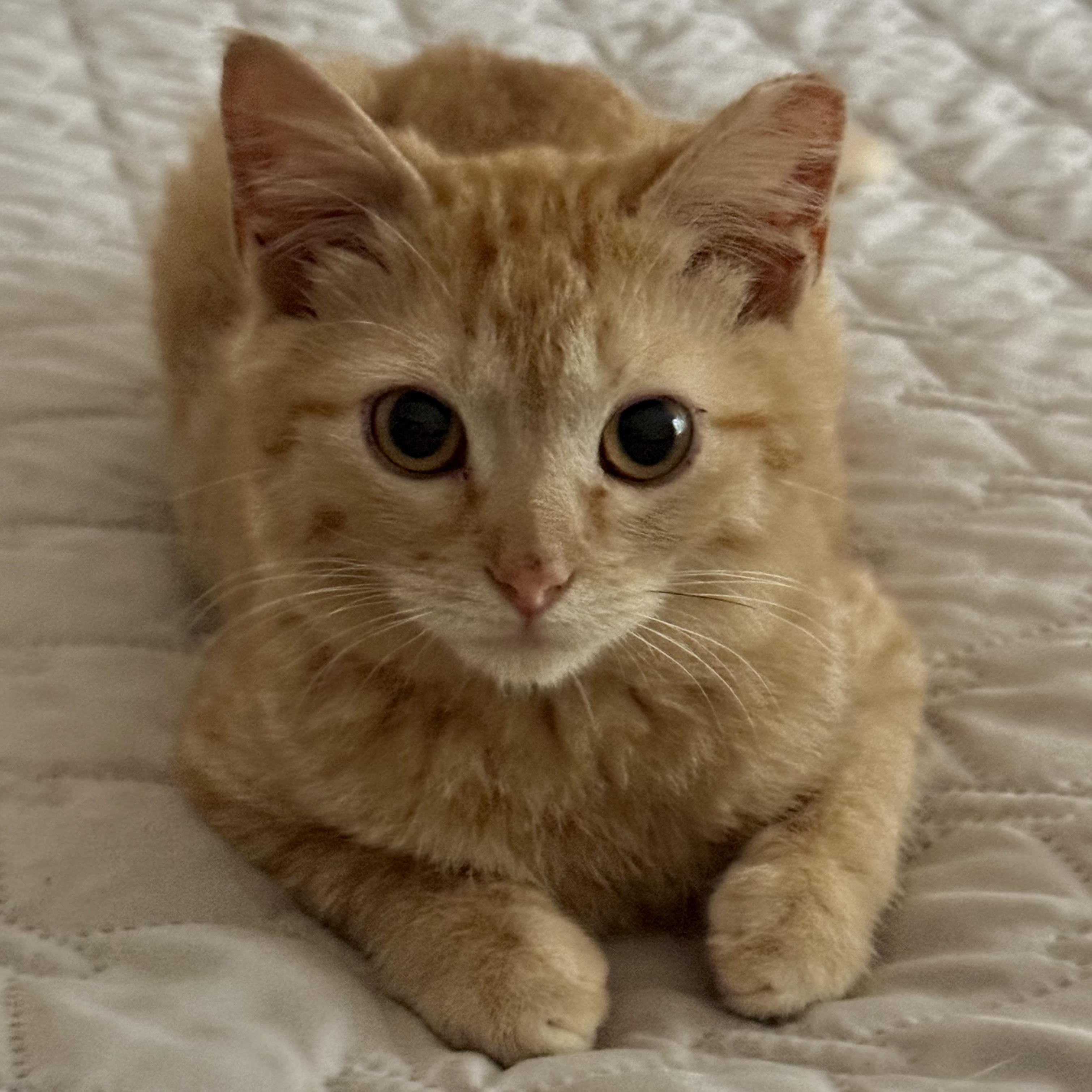 Enlarge Jonesy, a ADOPTABLE Domestic Short Hair in Memphis, TN image 5/6