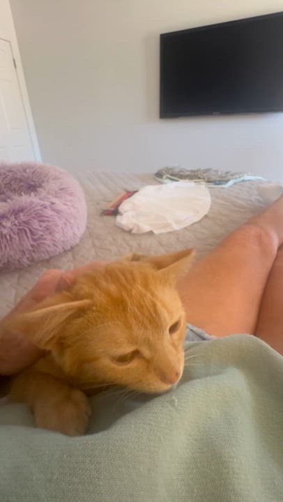 Enlarge Jonesy, a ADOPTABLE Domestic Short Hair in Memphis, TN video 4/6