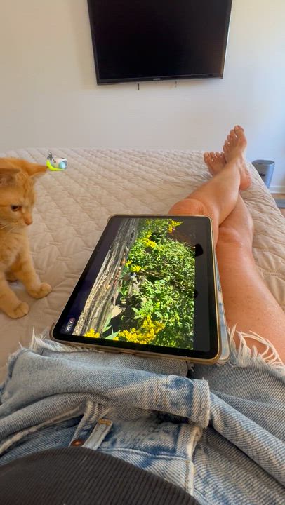 Enlarge Jonesy, a ADOPTABLE Domestic Short Hair in Memphis, TN video 2/6