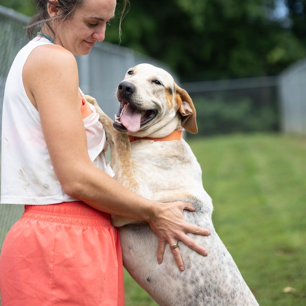 Sam, Adoptable, Adult Male Bluetick Coonhound & Redbone Coonhound.