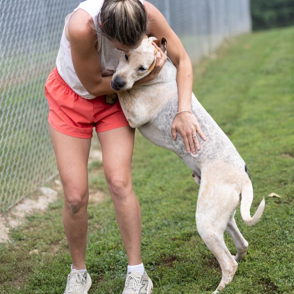 Sam, a Adoptable mixed breed in Talbott, TN image 2/6