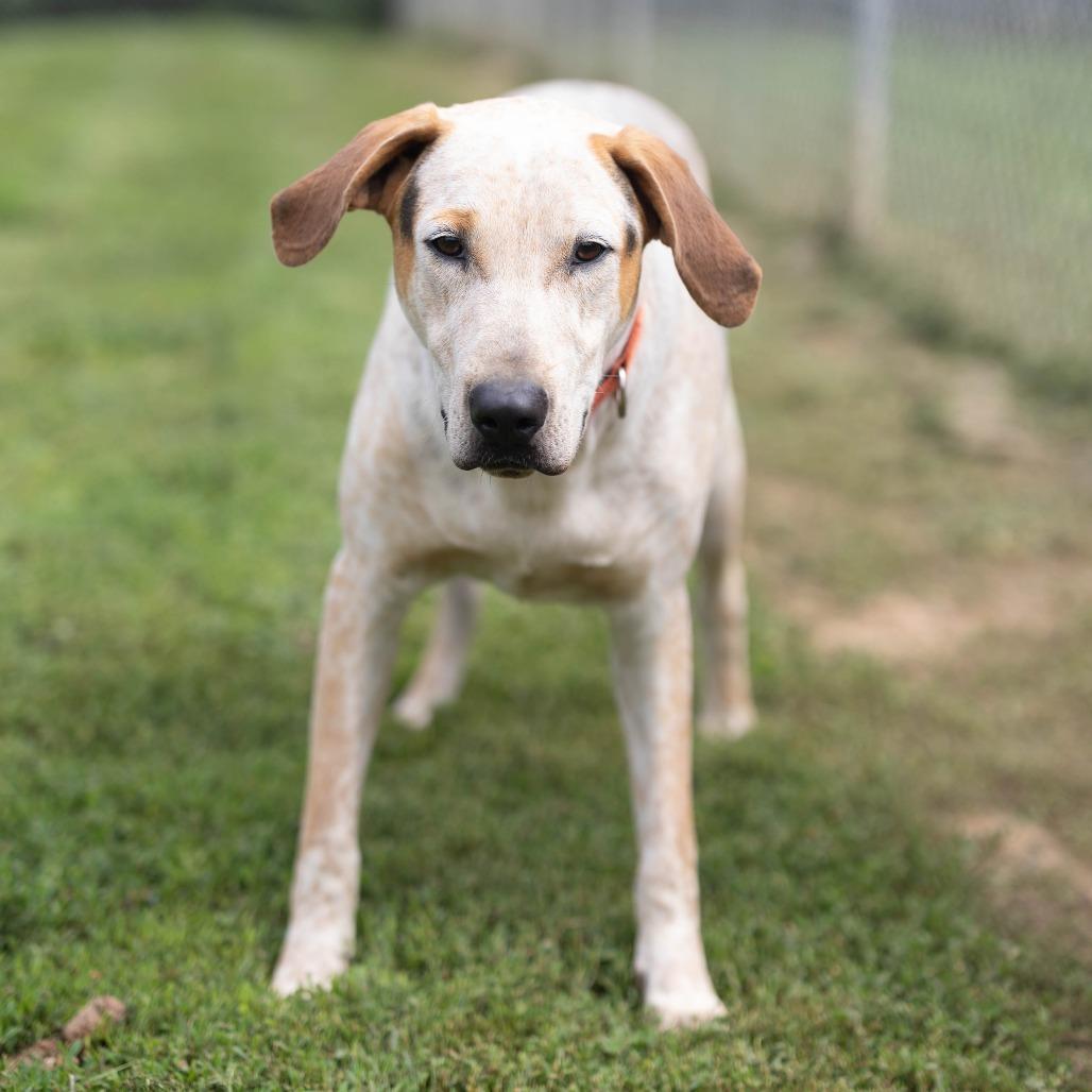 Sam, a Adoptable mixed breed in Talbott, TN image 3/6