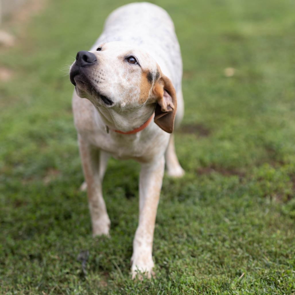 Sam, a Adoptable mixed breed in Talbott, TN image 4/6