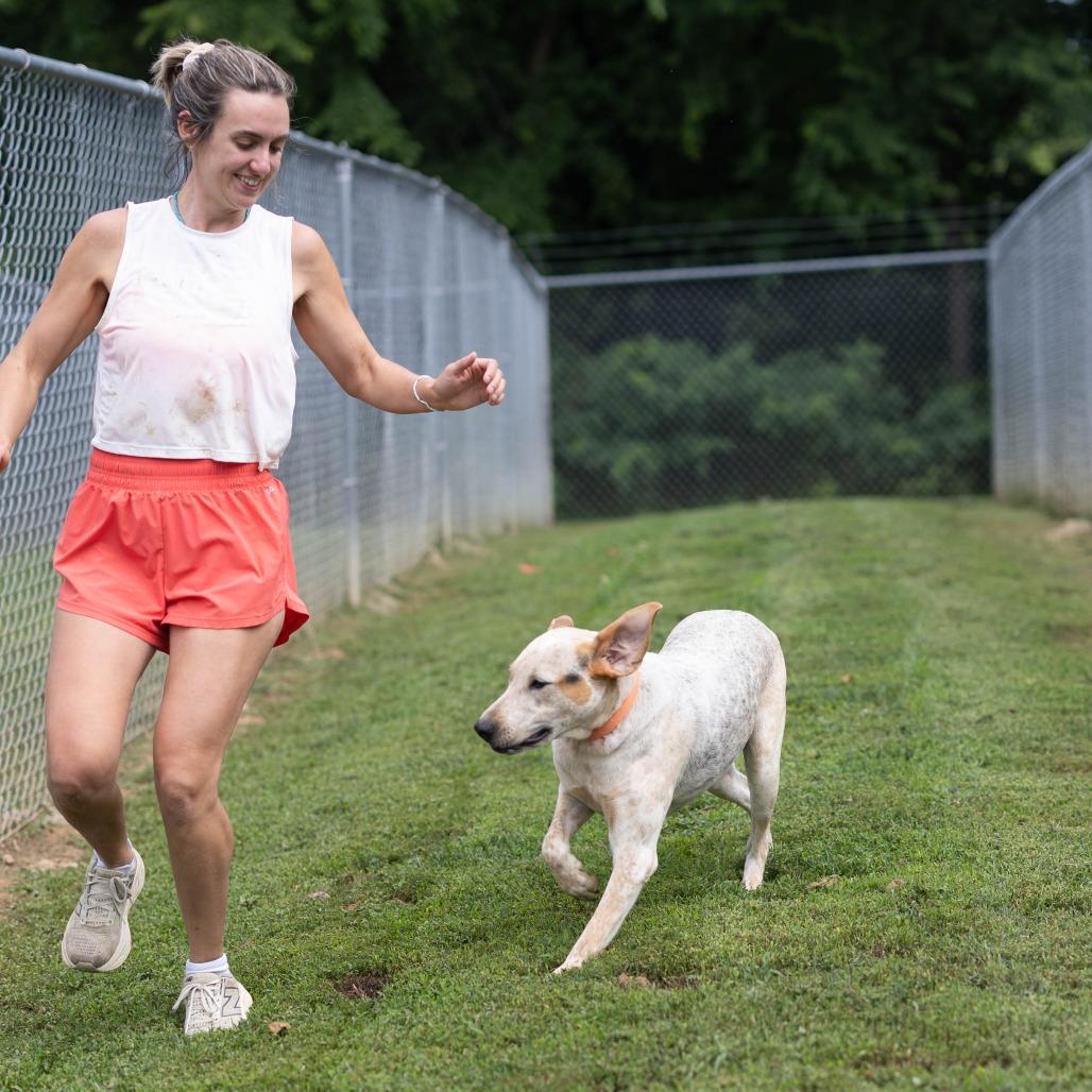 Sam, a Adoptable mixed breed in Talbott, TN image 5/6