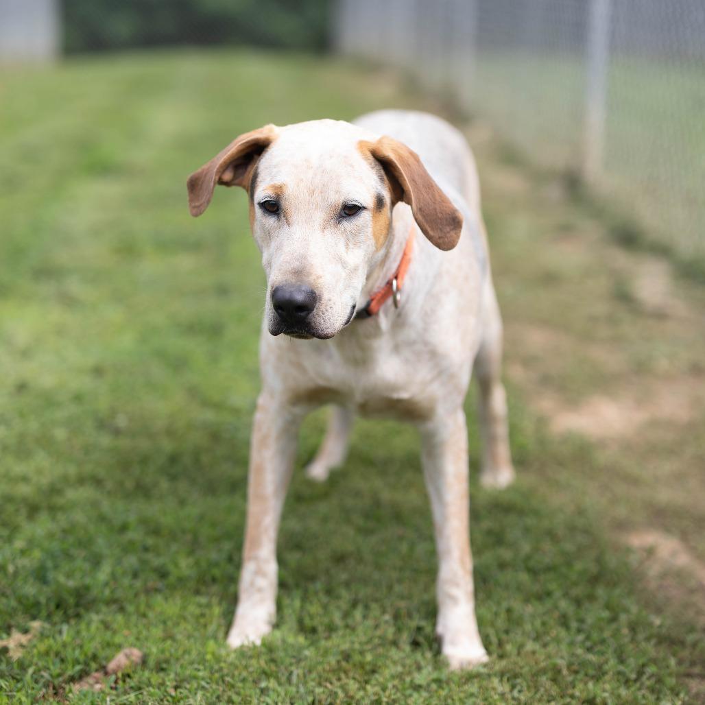 Sam, a Adoptable mixed breed in Talbott, TN image 6/6
