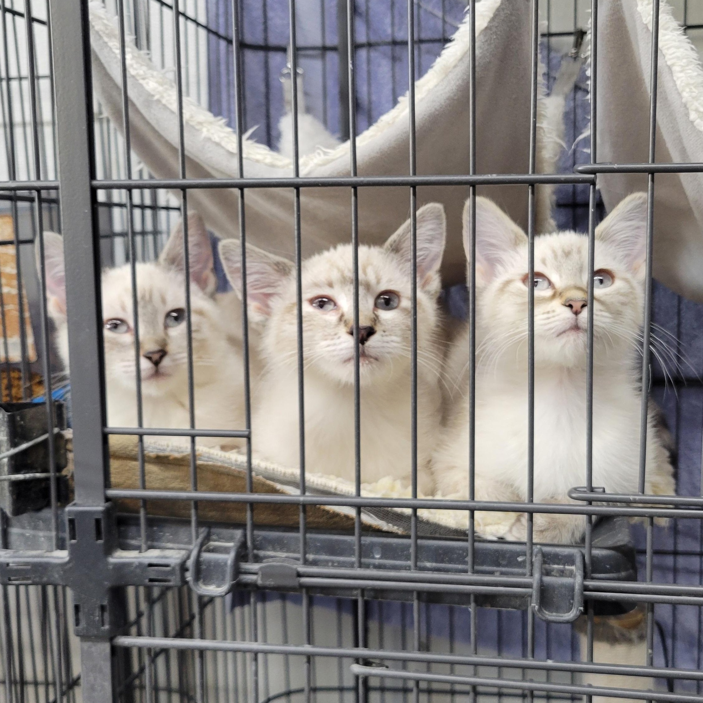 Enlarge Moonstone, a ADOPTABLE Domestic Short Hair in Clarinda, IA image 2/2