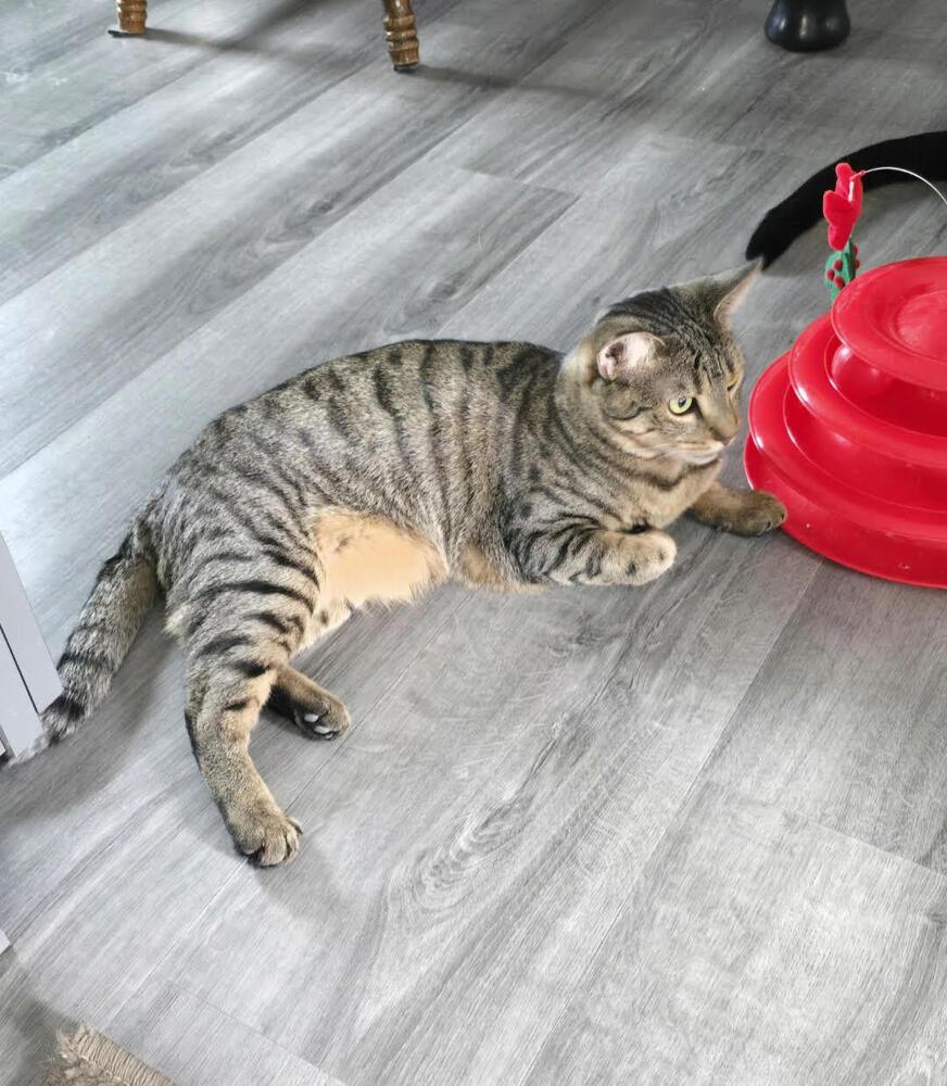 Enlarge Cinnamon, a Adoptable Domestic Short Hair in Lancaster, CA image 1/1