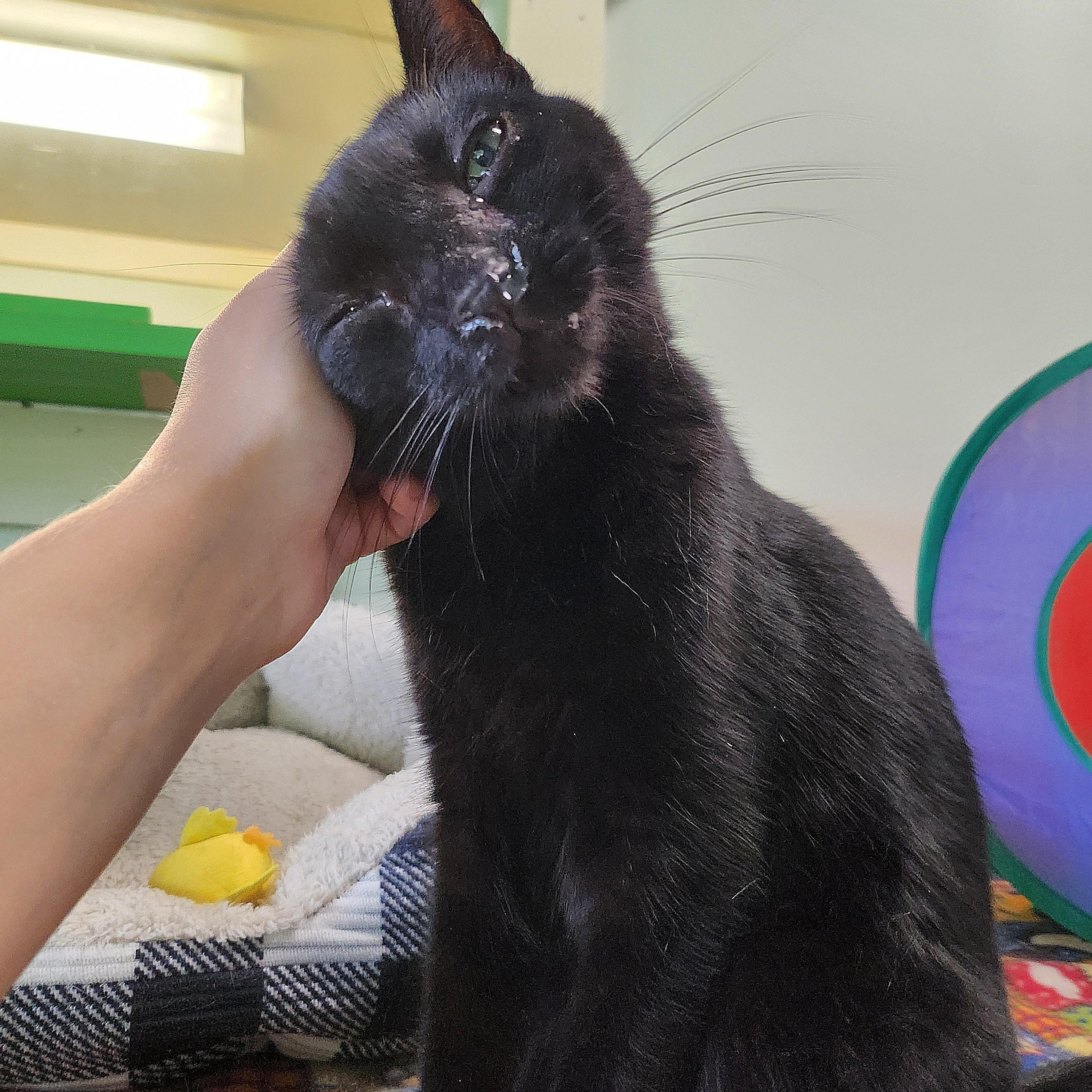 Amelia Black, a Adoptable Domestic Short Hair in Tioga, PA image 5/6