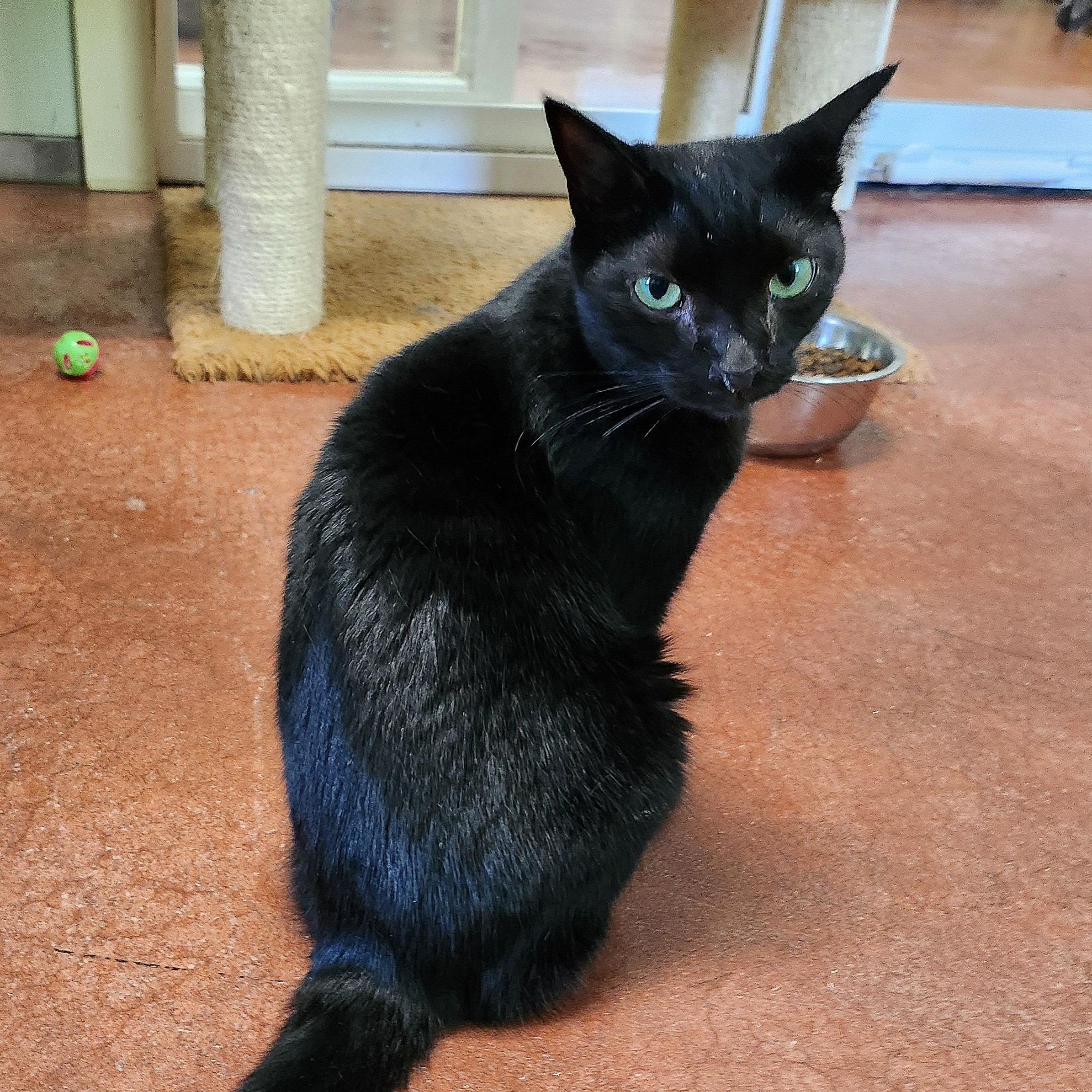 Amelia Black, a Adoptable Domestic Short Hair in Tioga, PA image 6/6