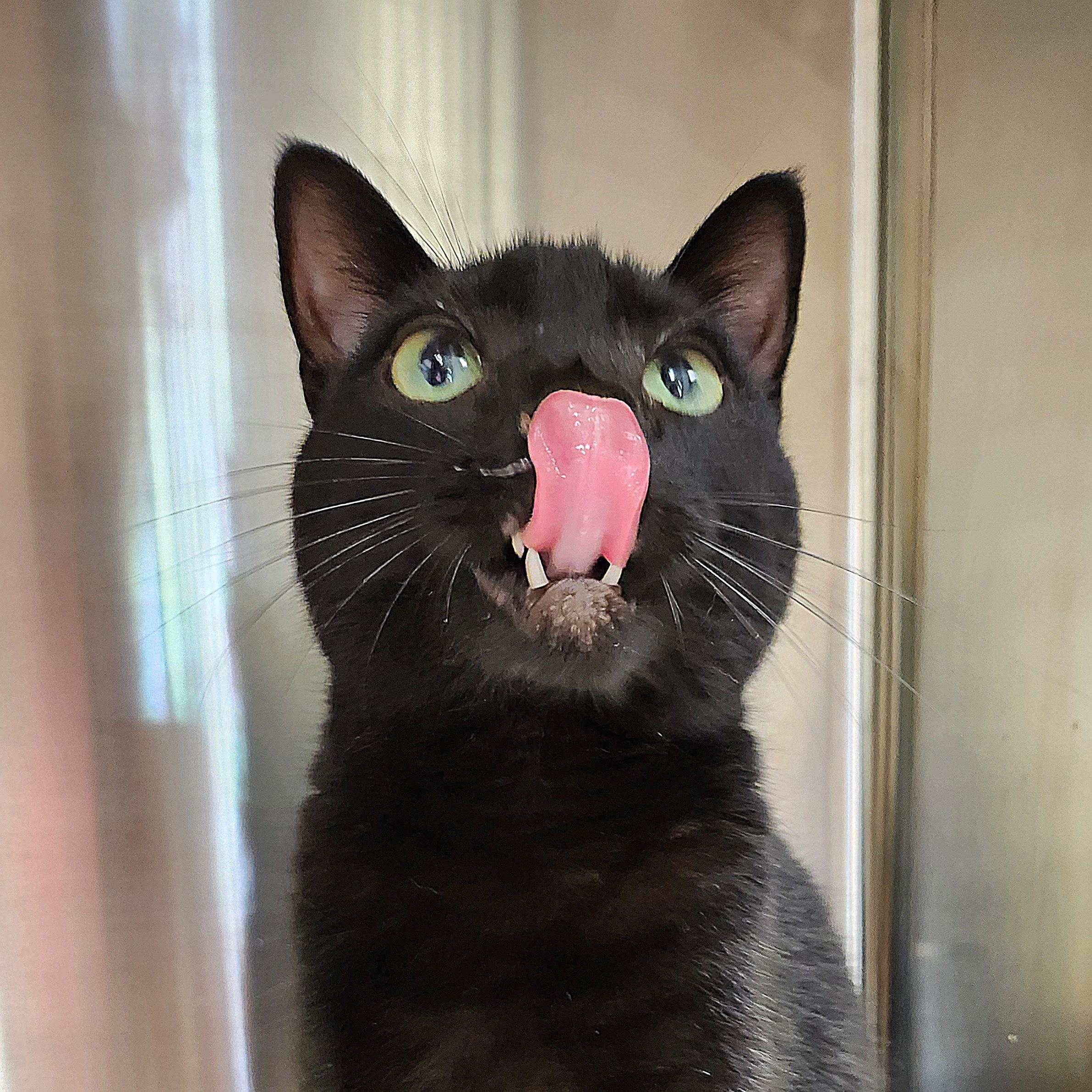 Enlarge Amelia Black, a Adoptable Domestic Short Hair in Tioga, PA image 6/6