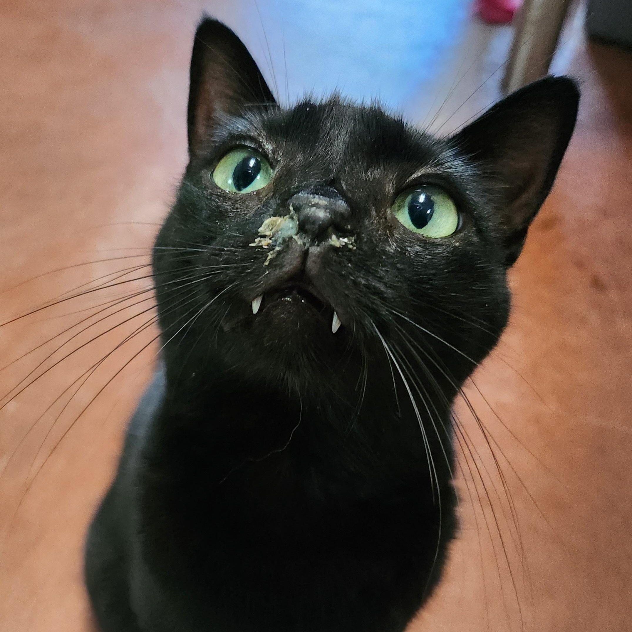 Amelia Black, a Adoptable Domestic Short Hair in Tioga, PA image 3/6