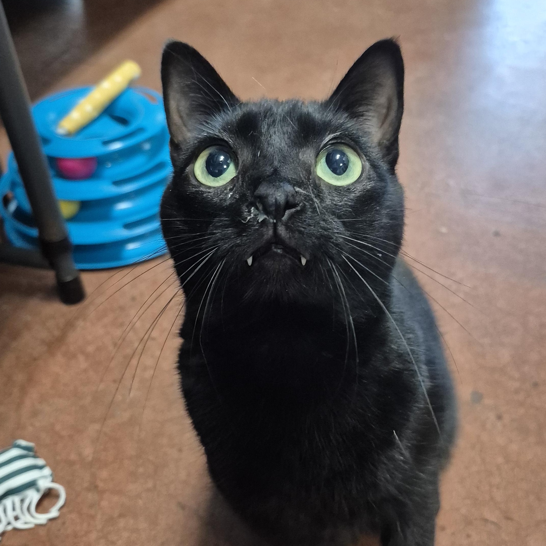 Enlarge Amelia Black, a Adoptable Domestic Short Hair in Tioga, PA image 2/6