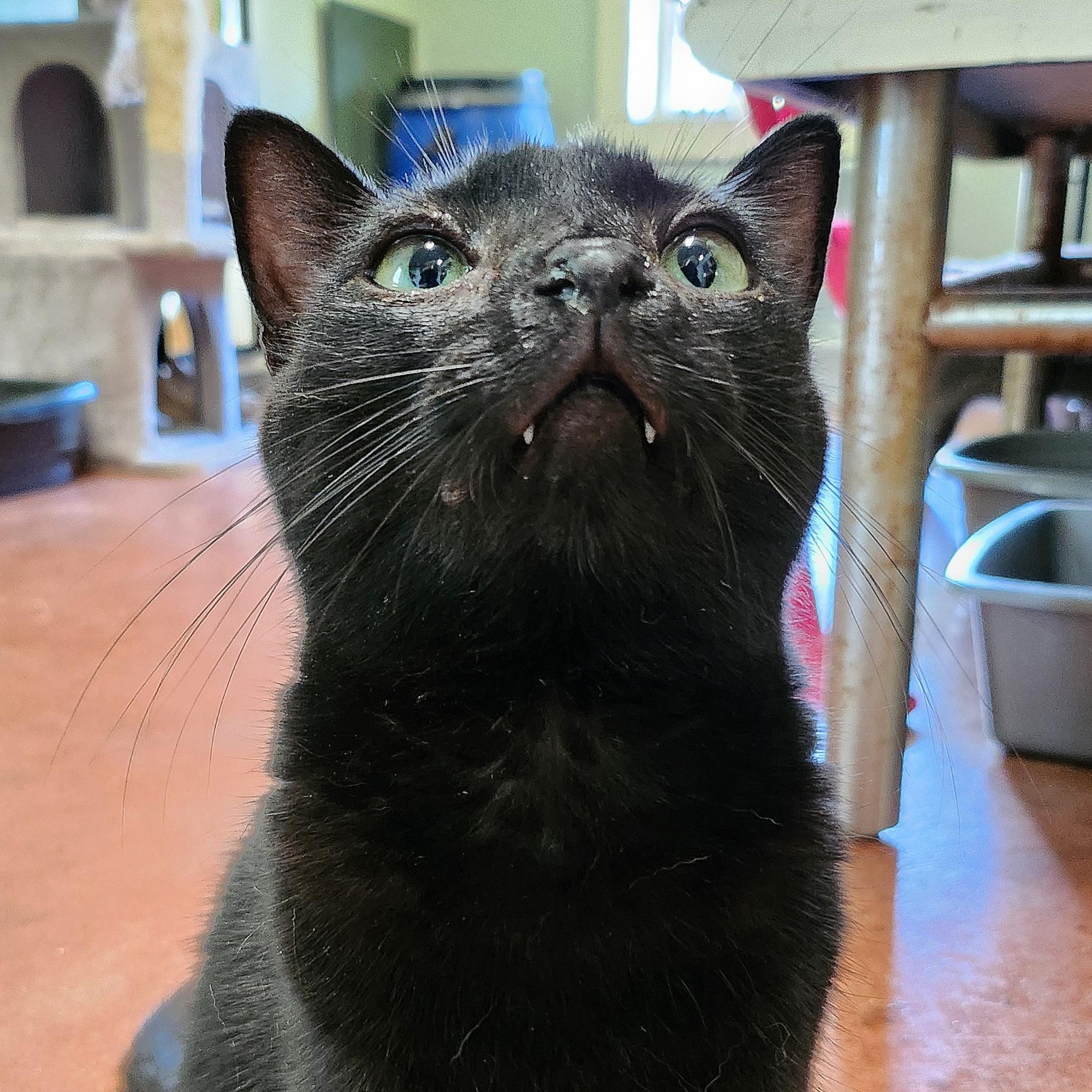 Amelia Black, a Adoptable Domestic Short Hair in Tioga, PA image 2/6