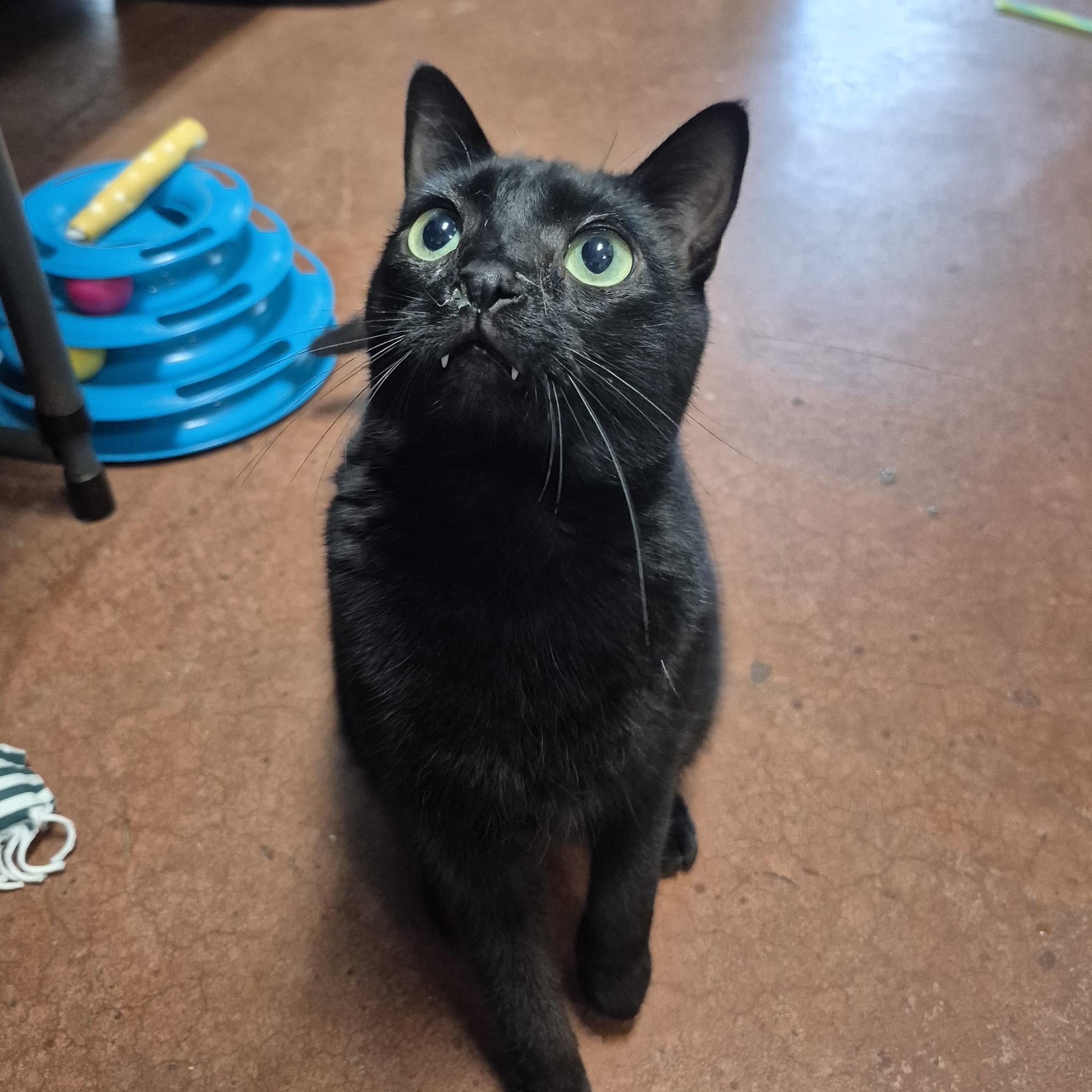 Enlarge Amelia Black, a Adoptable Domestic Short Hair in Tioga, PA image 3/6