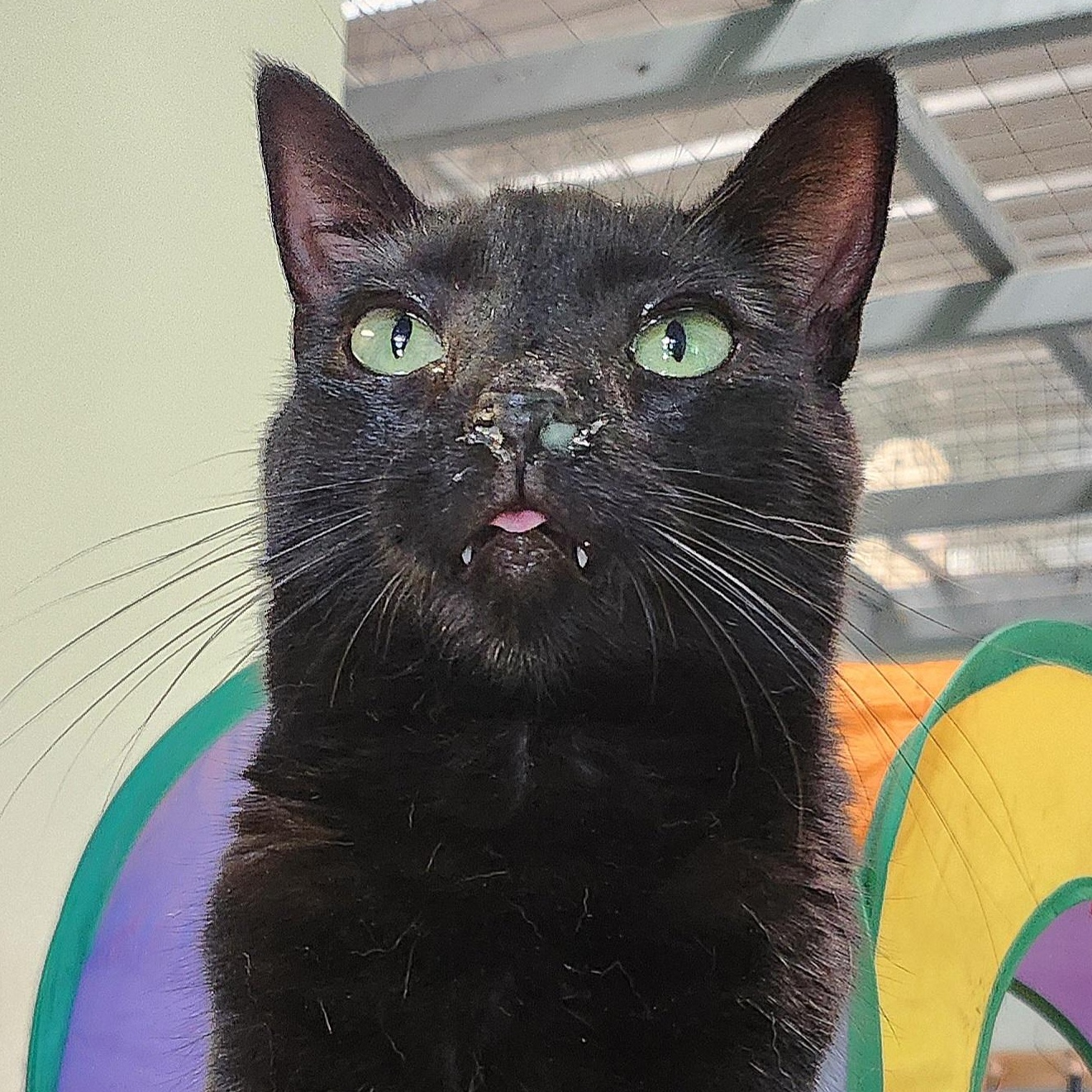 Amelia Black, a Adoptable Domestic Short Hair in Tioga, PA image 4/6