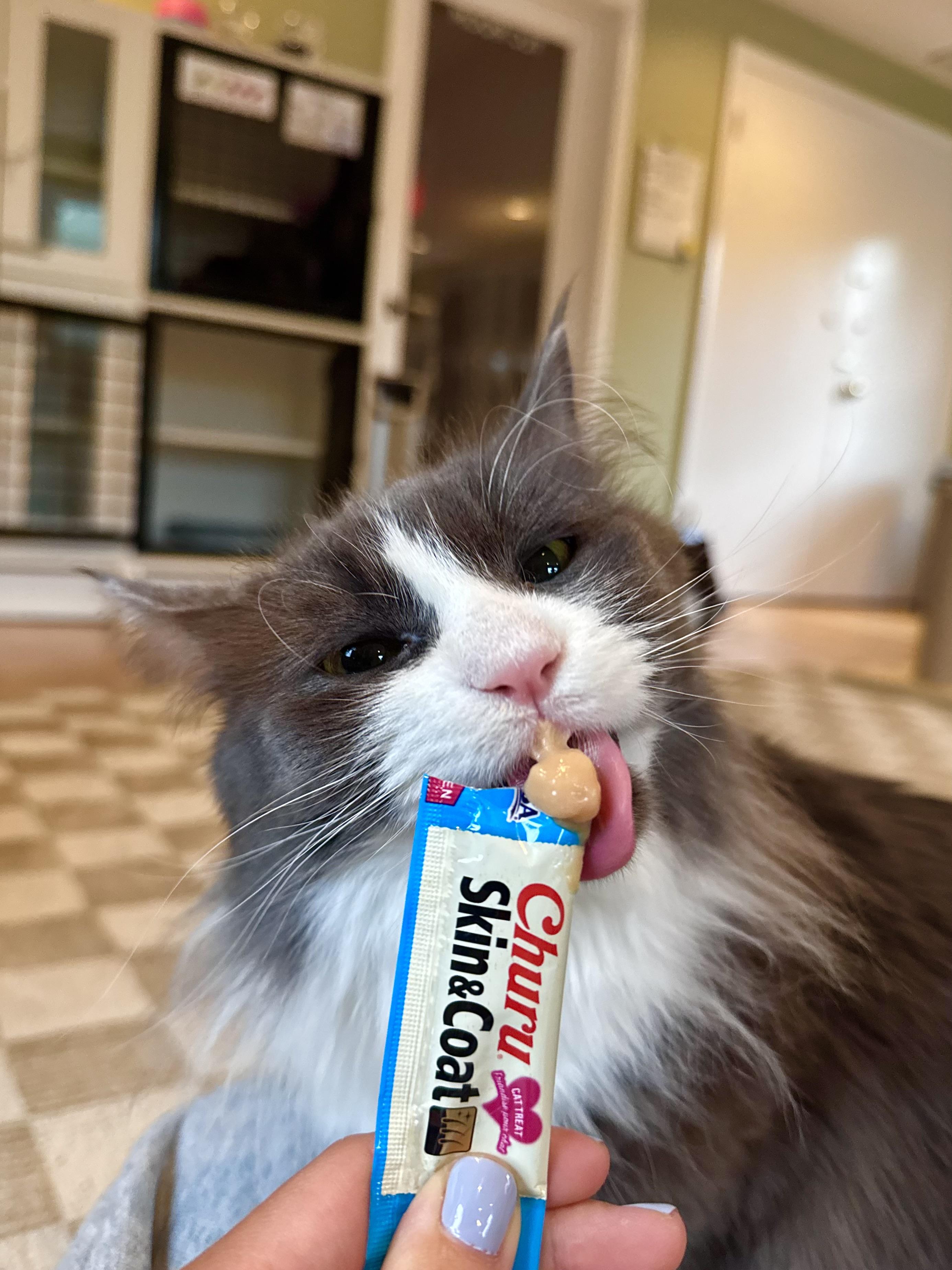 Enlarge Denver, a ADOPTABLE Domestic Long Hair in Ramsey, NJ image 5/6
