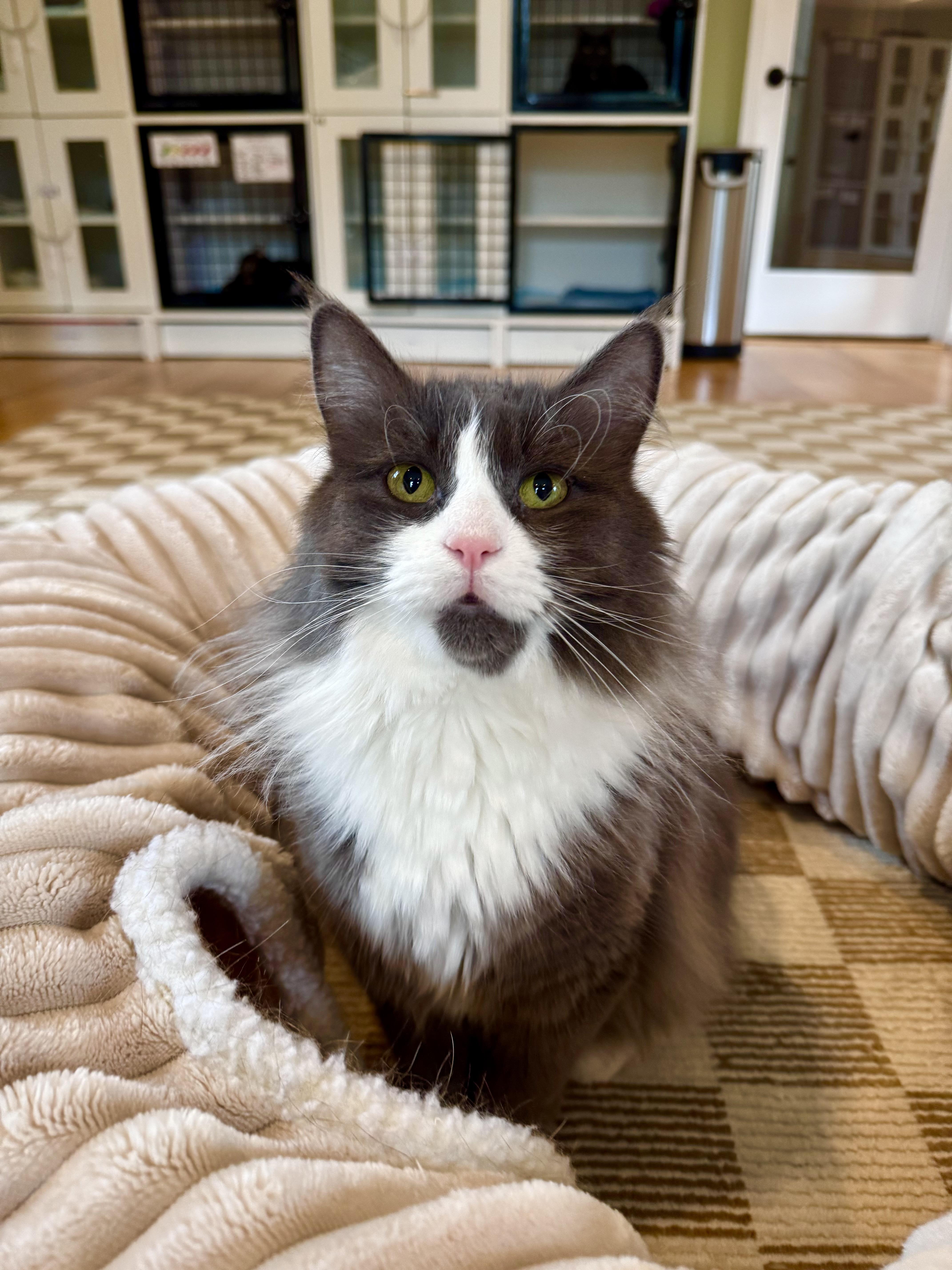 Enlarge Denver, a ADOPTABLE Domestic Long Hair in Ramsey, NJ image 2/6