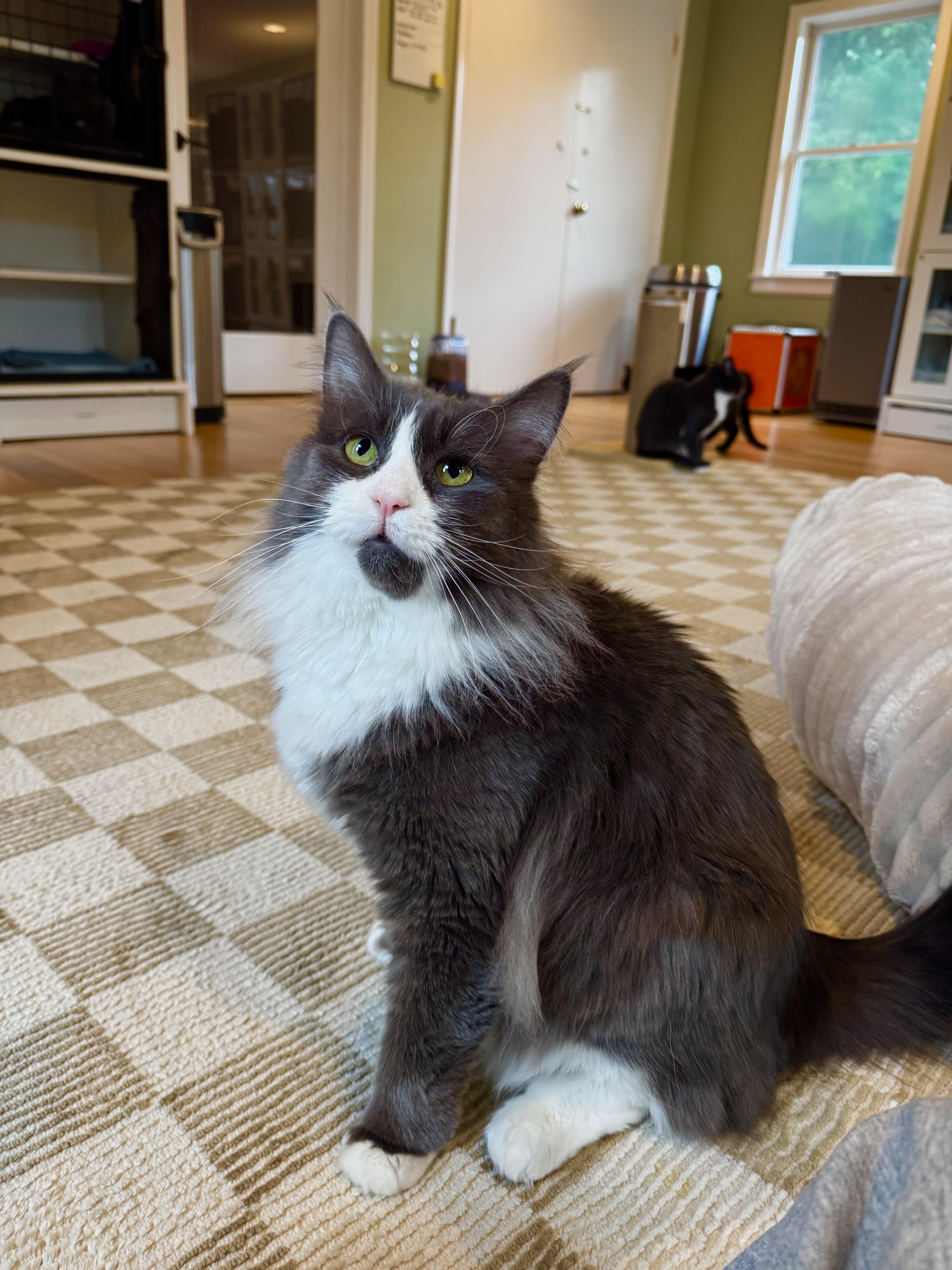 Denver, ADOPTABLE, Adult Male Domestic Long Hair.