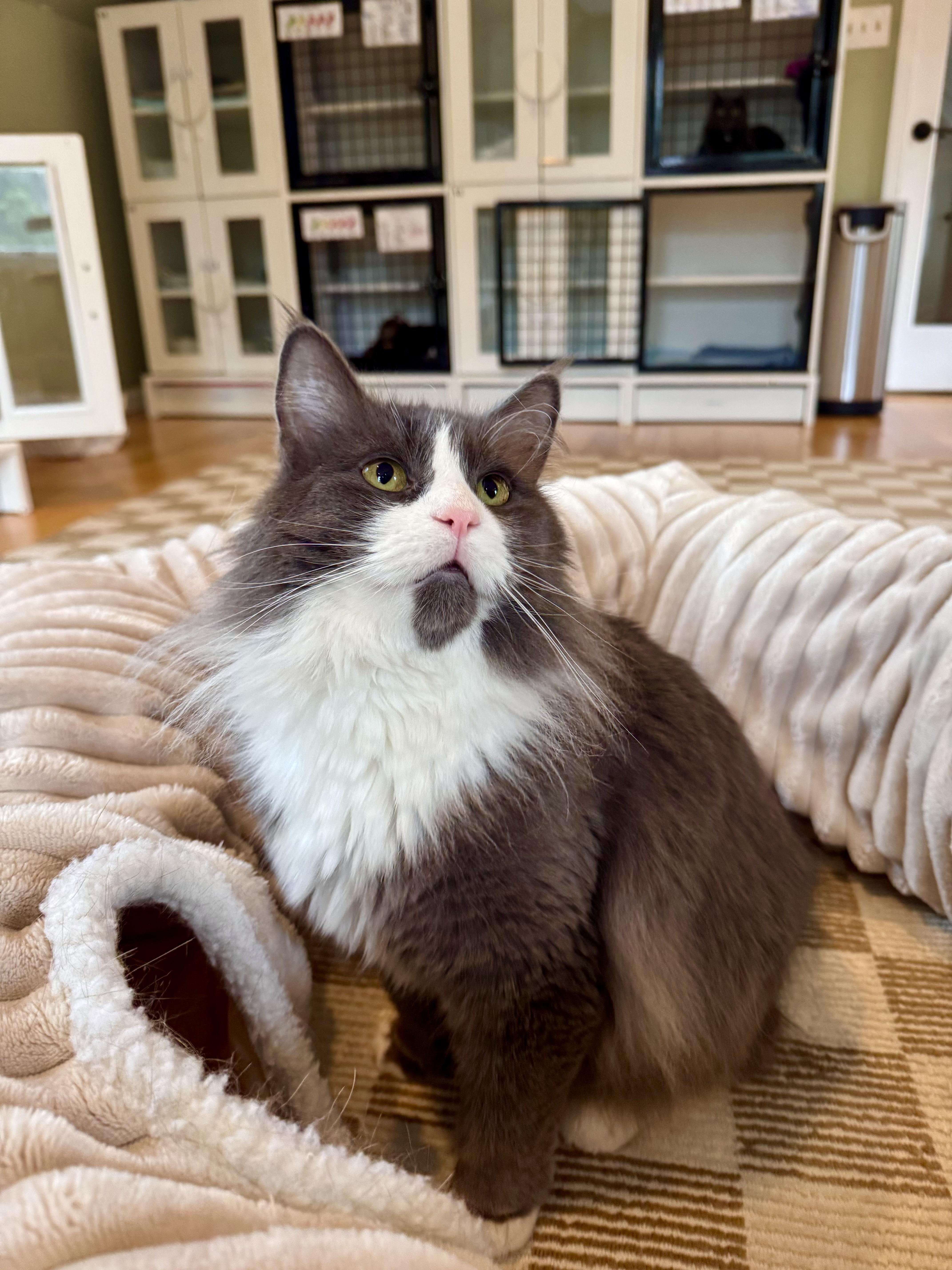 Enlarge Denver, a ADOPTABLE Domestic Long Hair in Ramsey, NJ image 4/6
