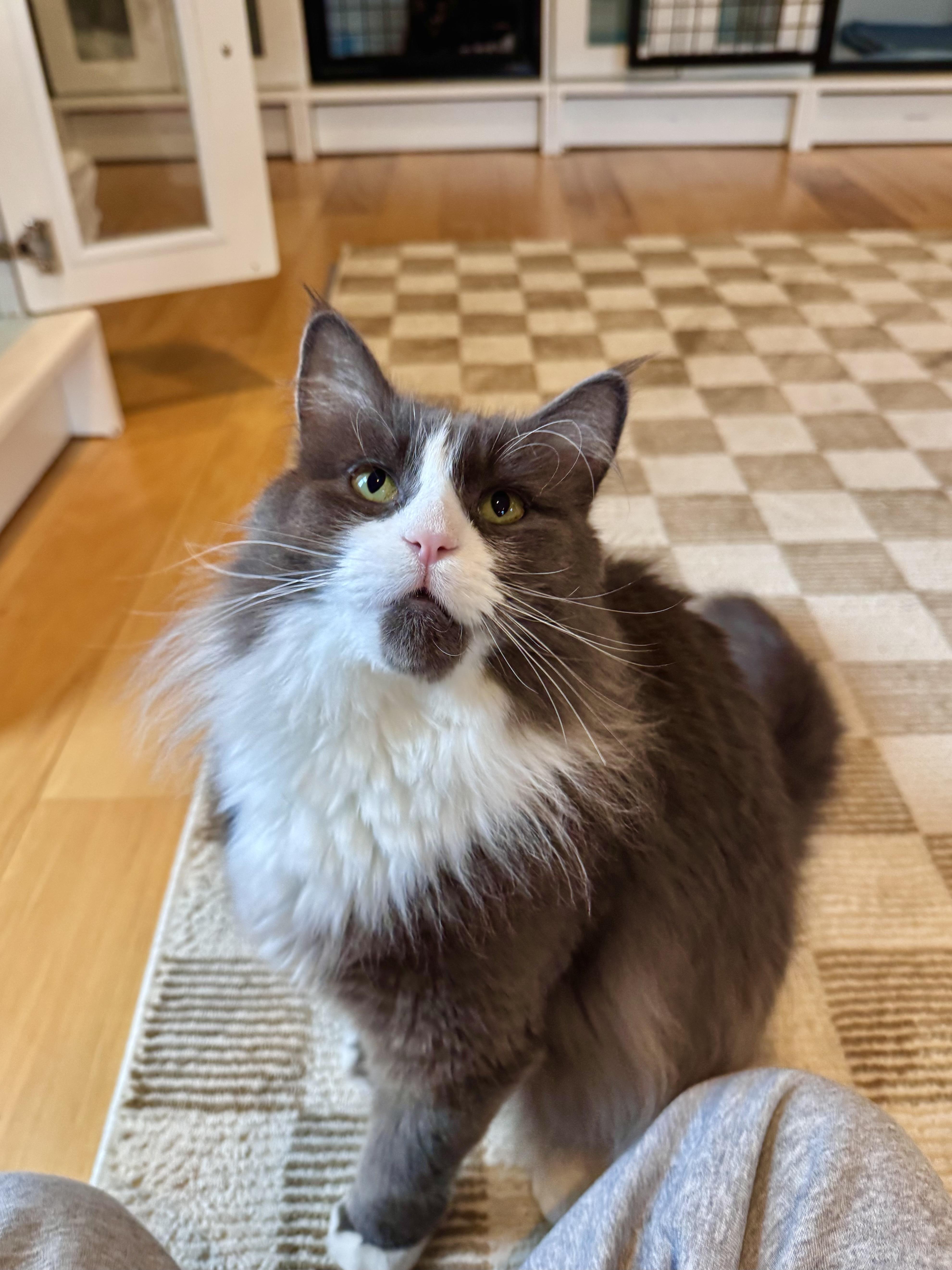 Enlarge Denver, a ADOPTABLE Domestic Long Hair in Ramsey, NJ image 3/6