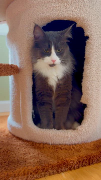 Enlarge Denver, a ADOPTABLE Domestic Long Hair in Ramsey, NJ video 6/6