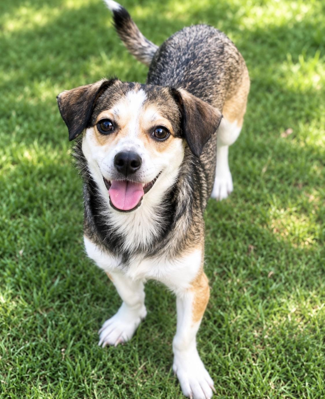 Enlarge Benny Playful, friendly and fun, a Adoptable Mixed Breed in Cambridge, MA image 2/4