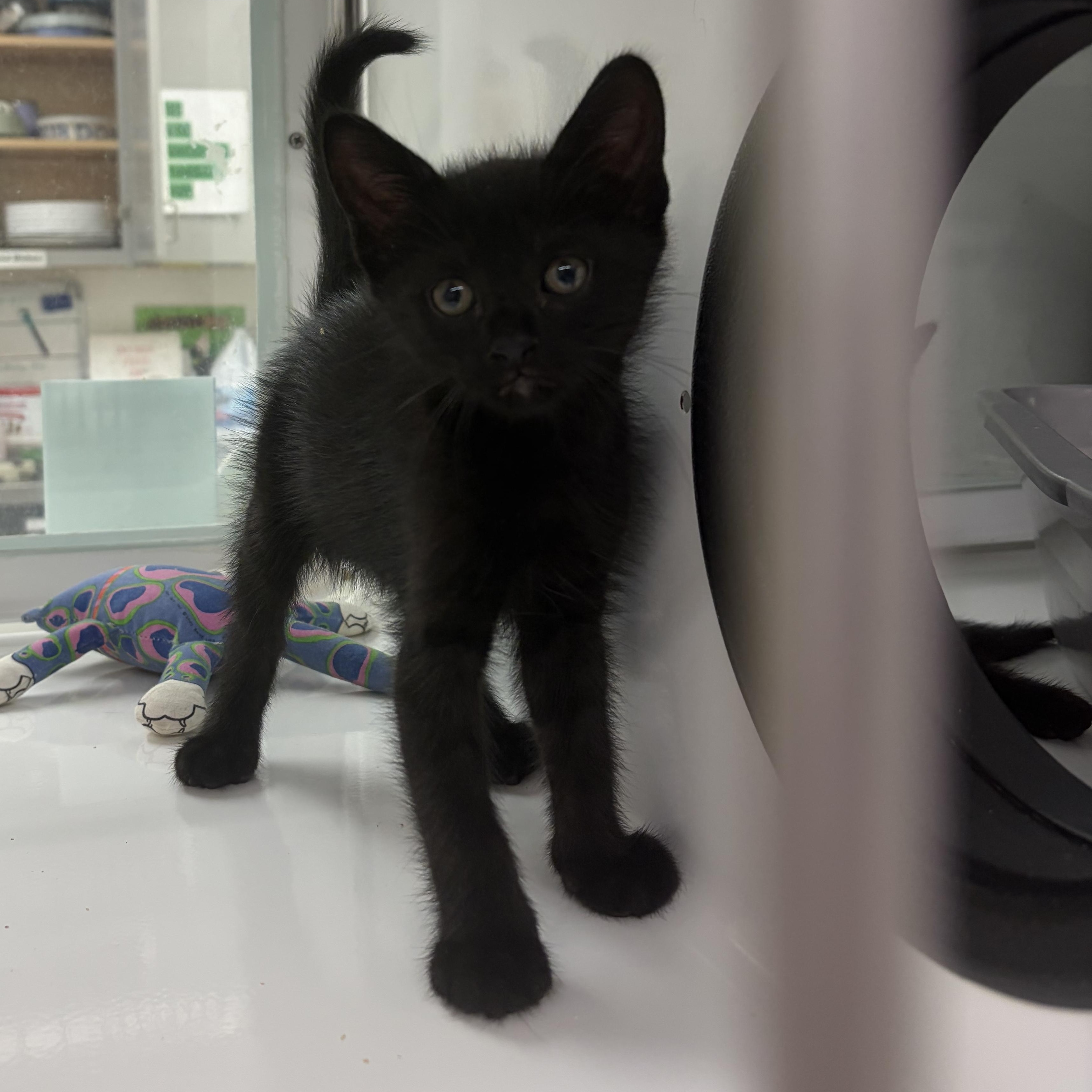 Esmereldo, adopted, Kitten Male Domestic Short Hair.