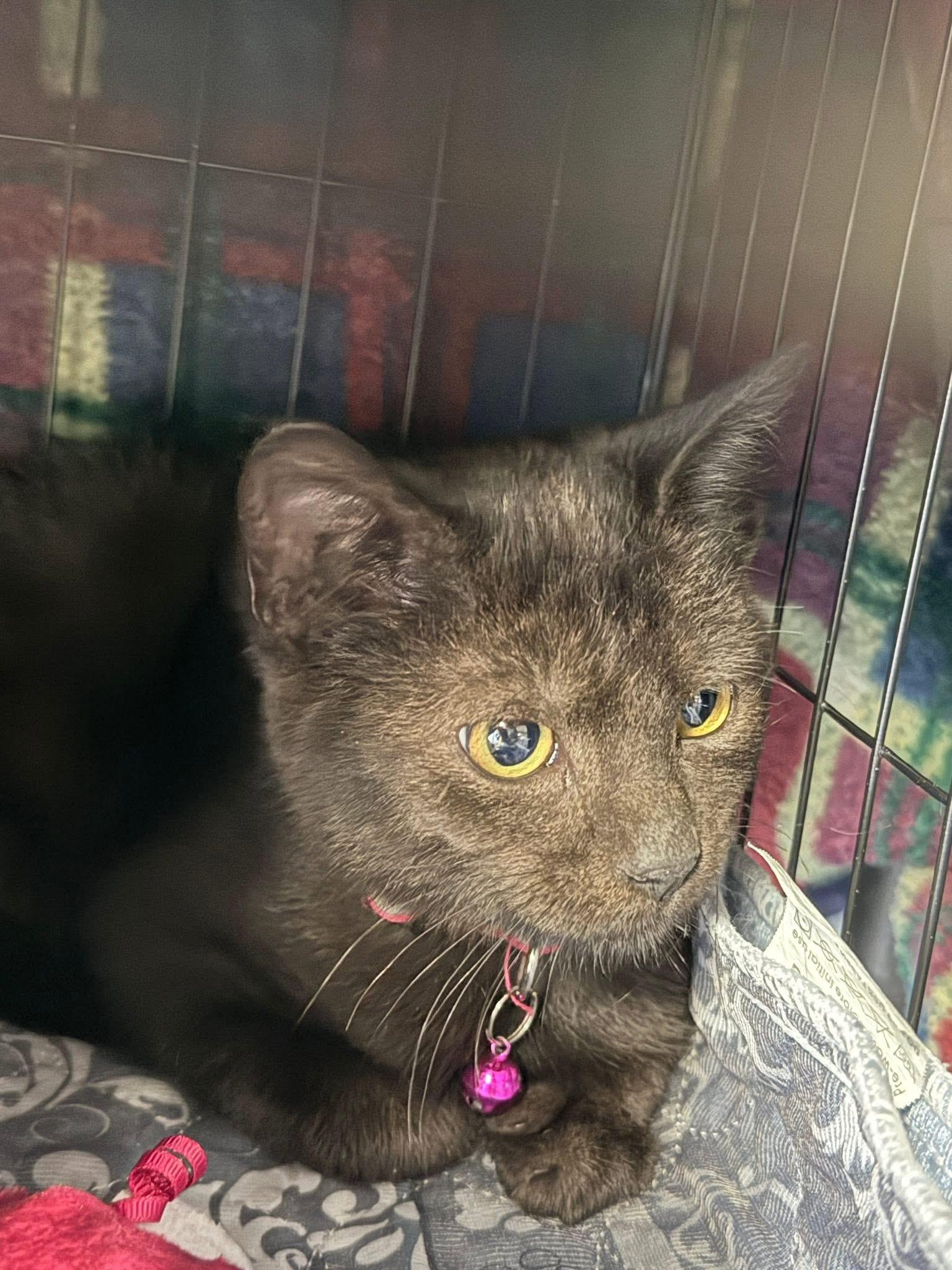 Enlarge Bean, a Adopted Domestic Short Hair in GALESVILLE, WI image 1/1
