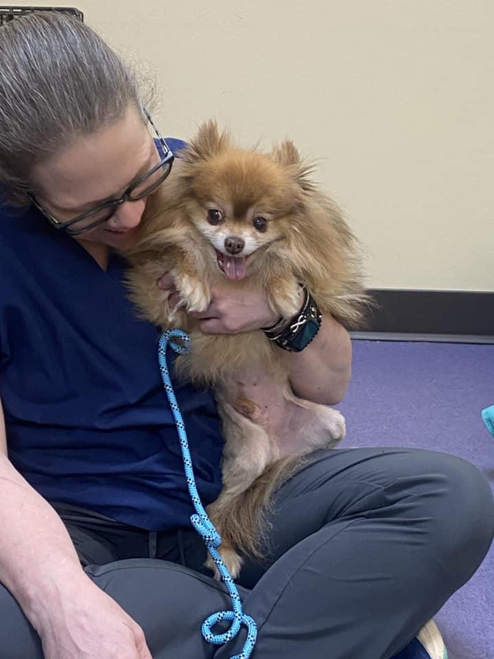 Kodiak! Dog/cat Friendly! thumbnail 3