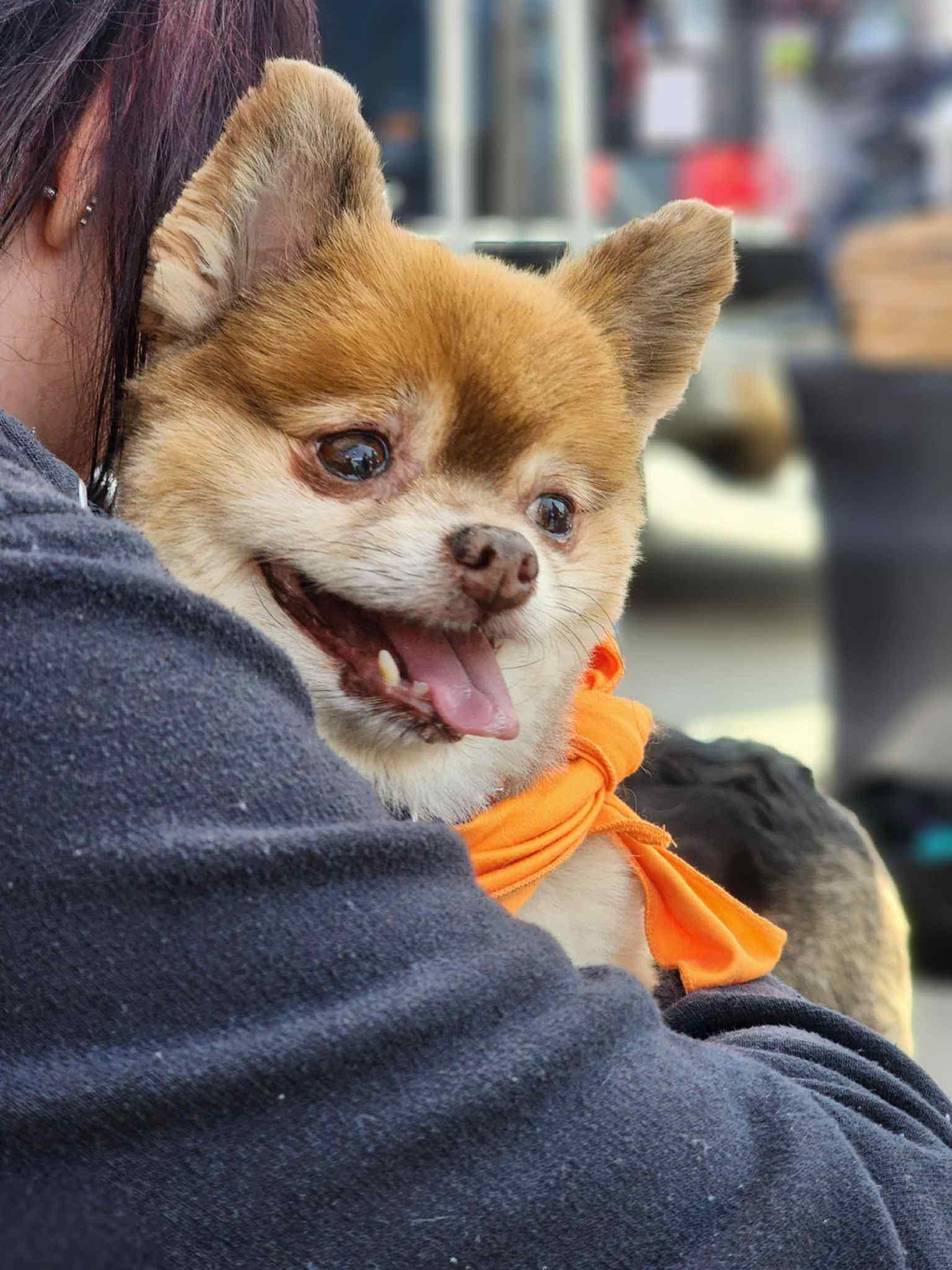 Kodiak! Dog/cat Friendly! thumbnail 4