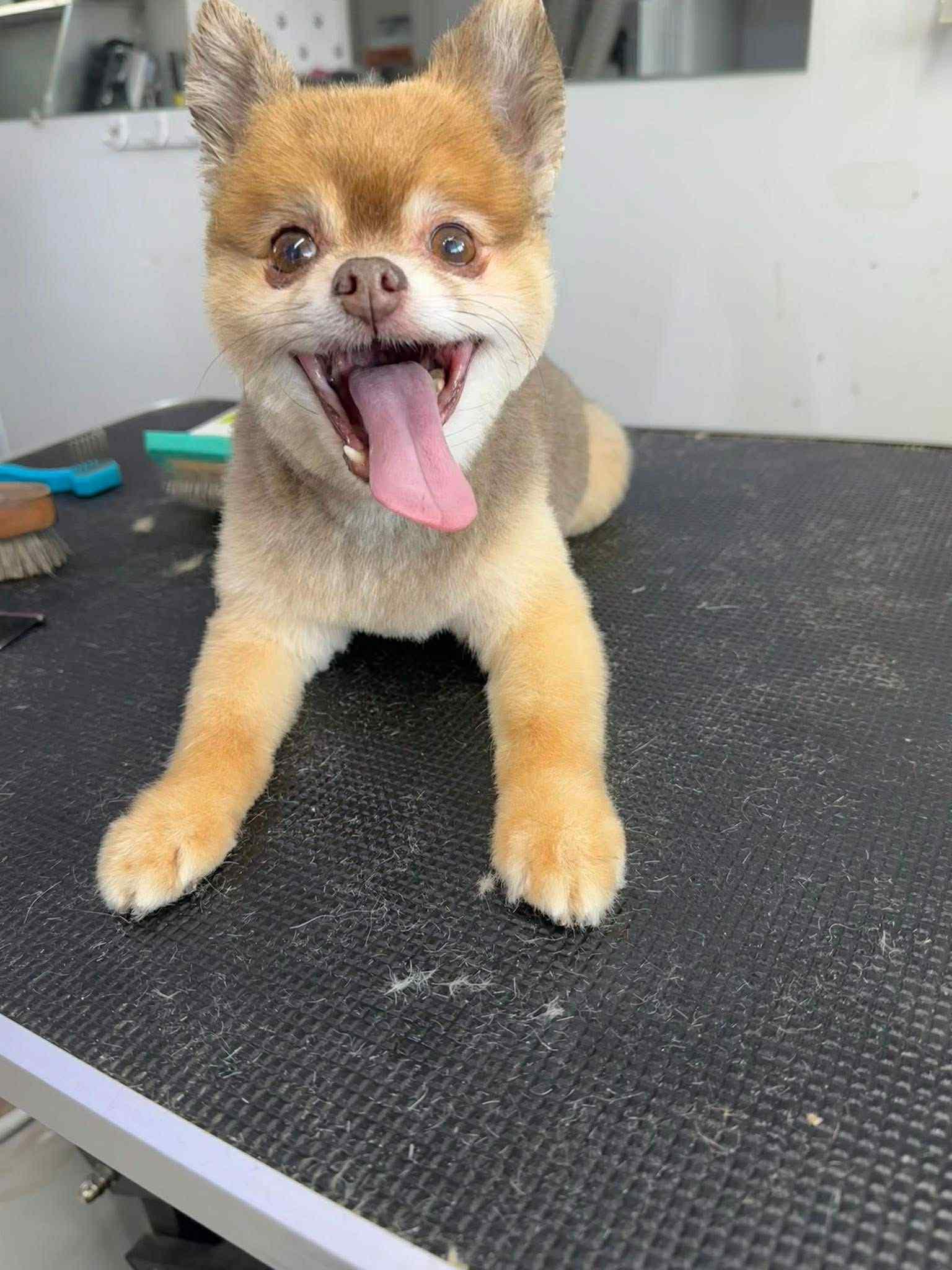 Kodiak! Dog/cat Friendly! thumbnail 5