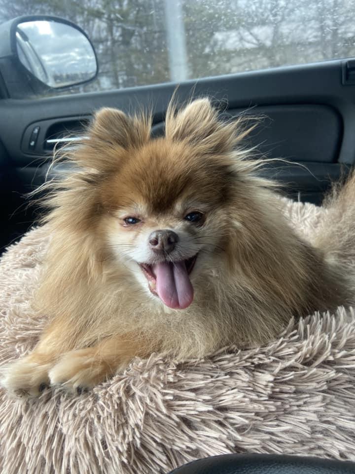 Kodiak! Dog/cat Friendly! thumbnail 6