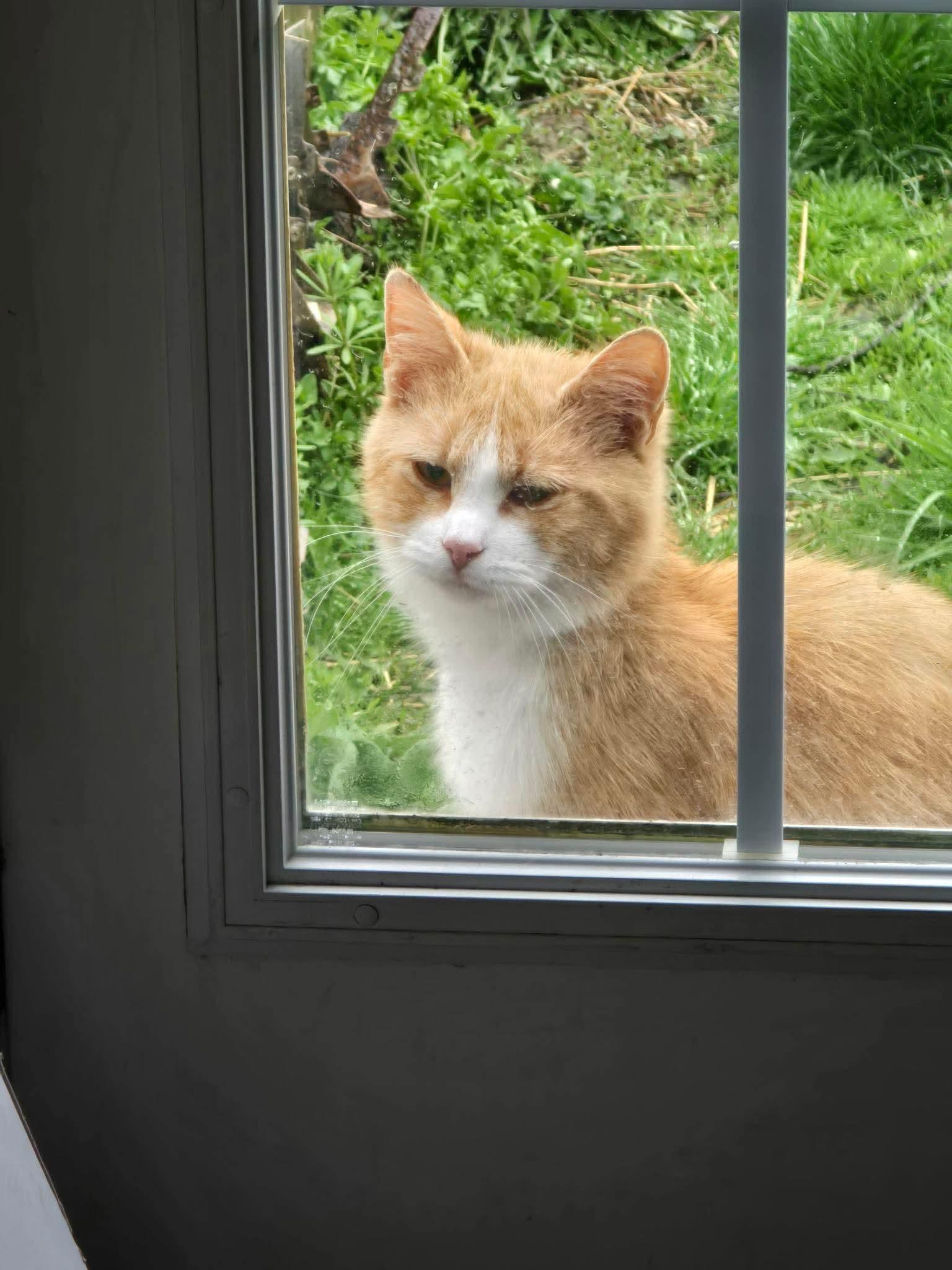 FLOUNDER, an adopted Domestic Medium Hair in Tillsonburg, ON image 2/2