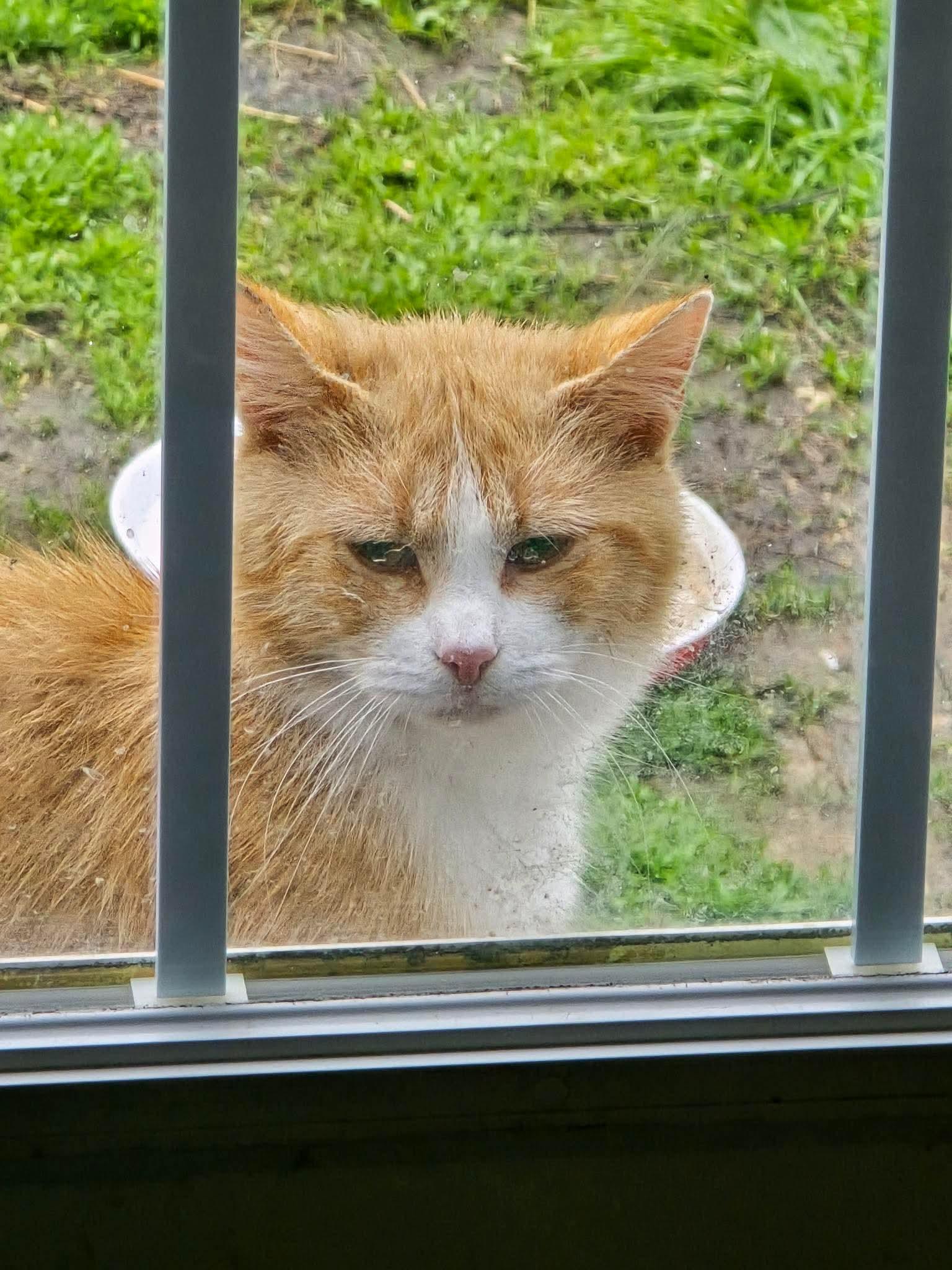 FLOUNDER, an adopted Domestic Medium Hair in Tillsonburg, ON image 1/2