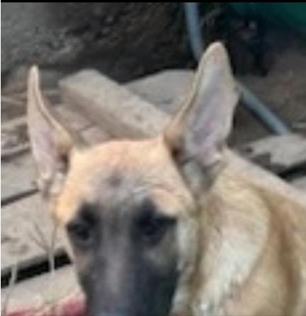 "BEAU", a Adoptable mixed breed in Rockdale, TX image 3/4